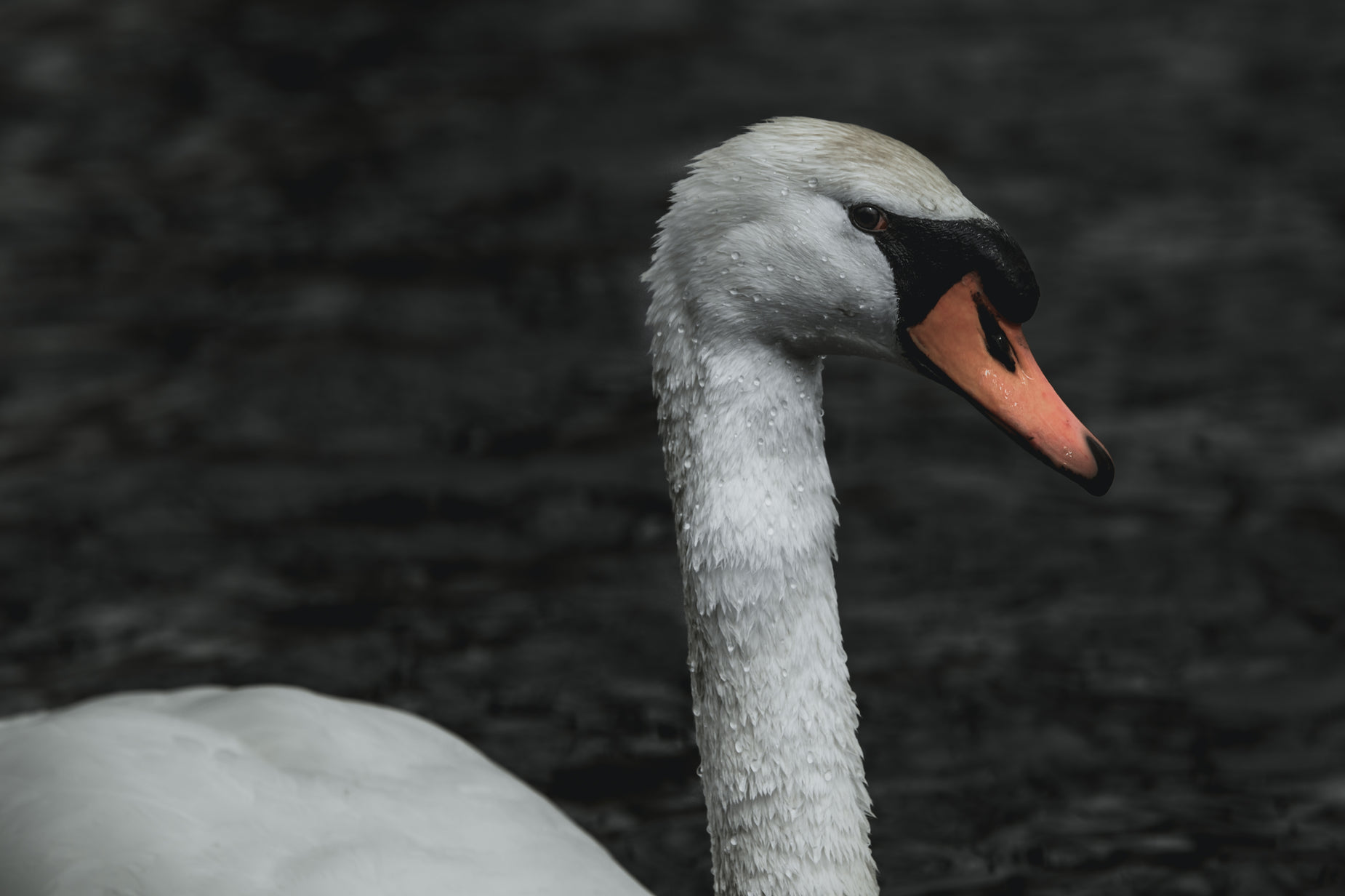 a swan with an orange beak in water