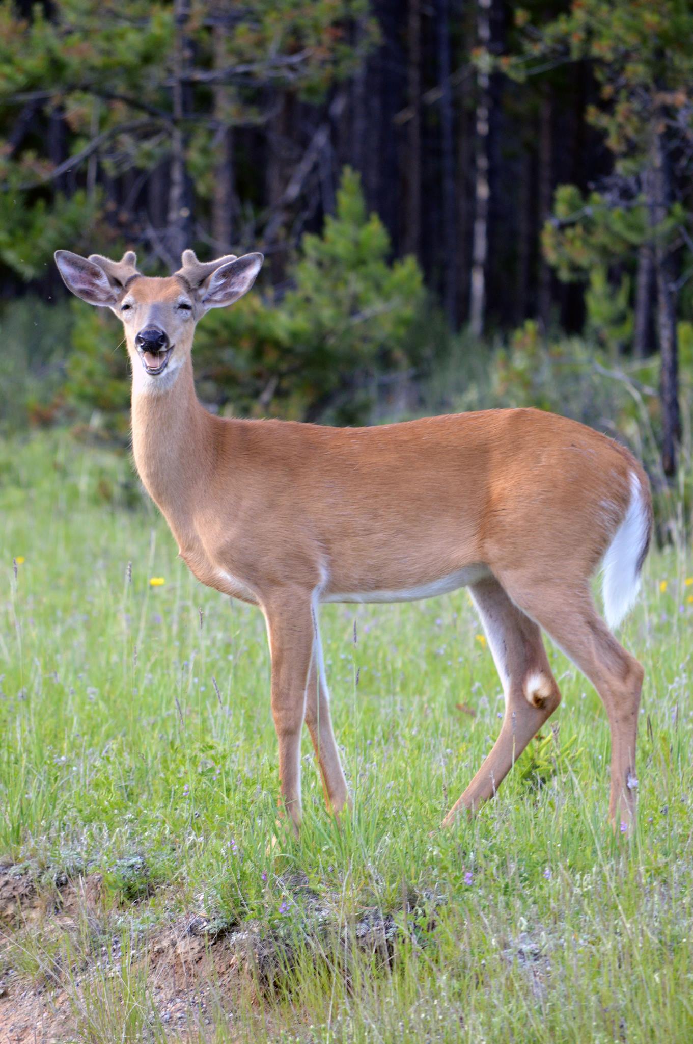 the young deer is standing in the field