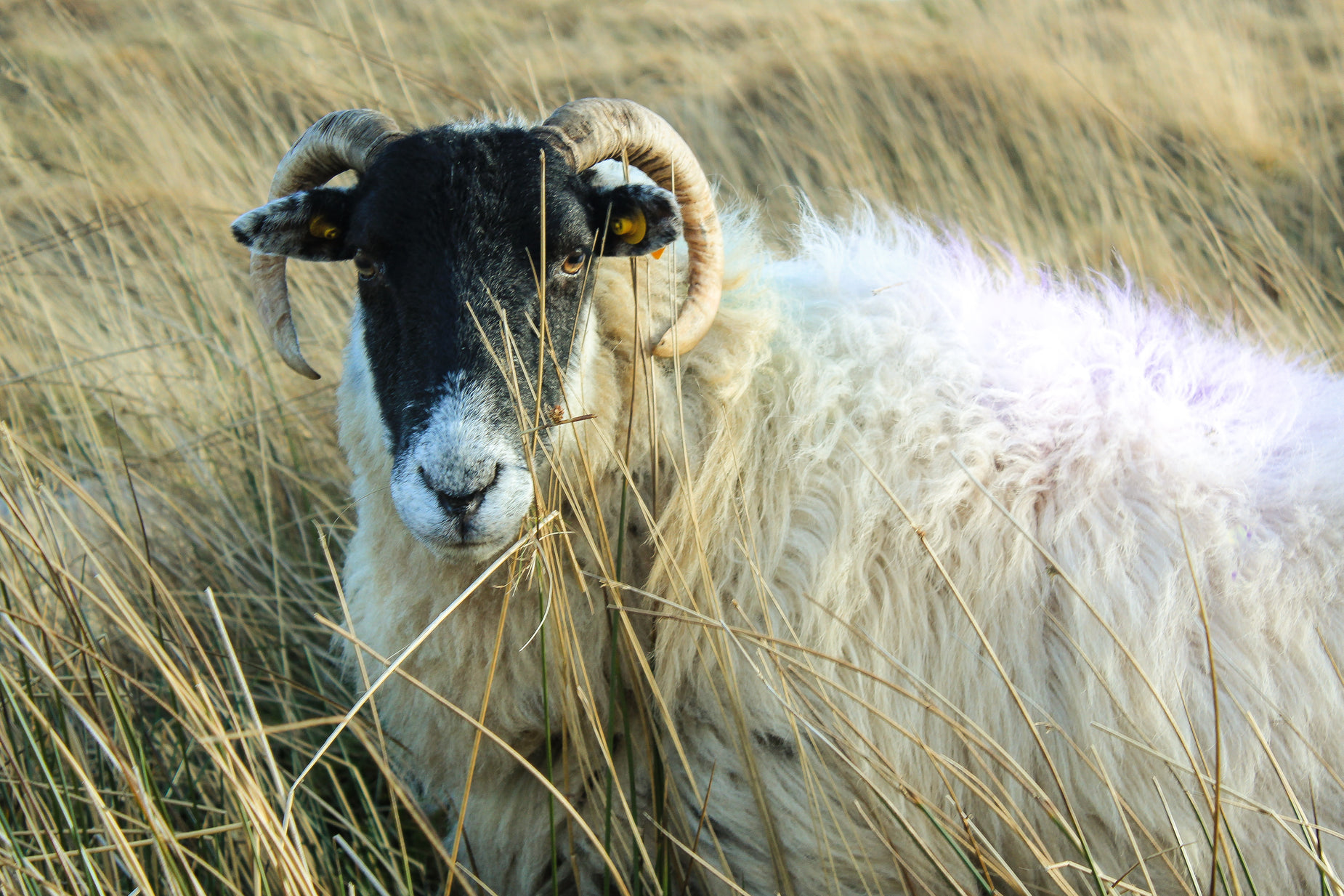 a black and white goat in tall grass