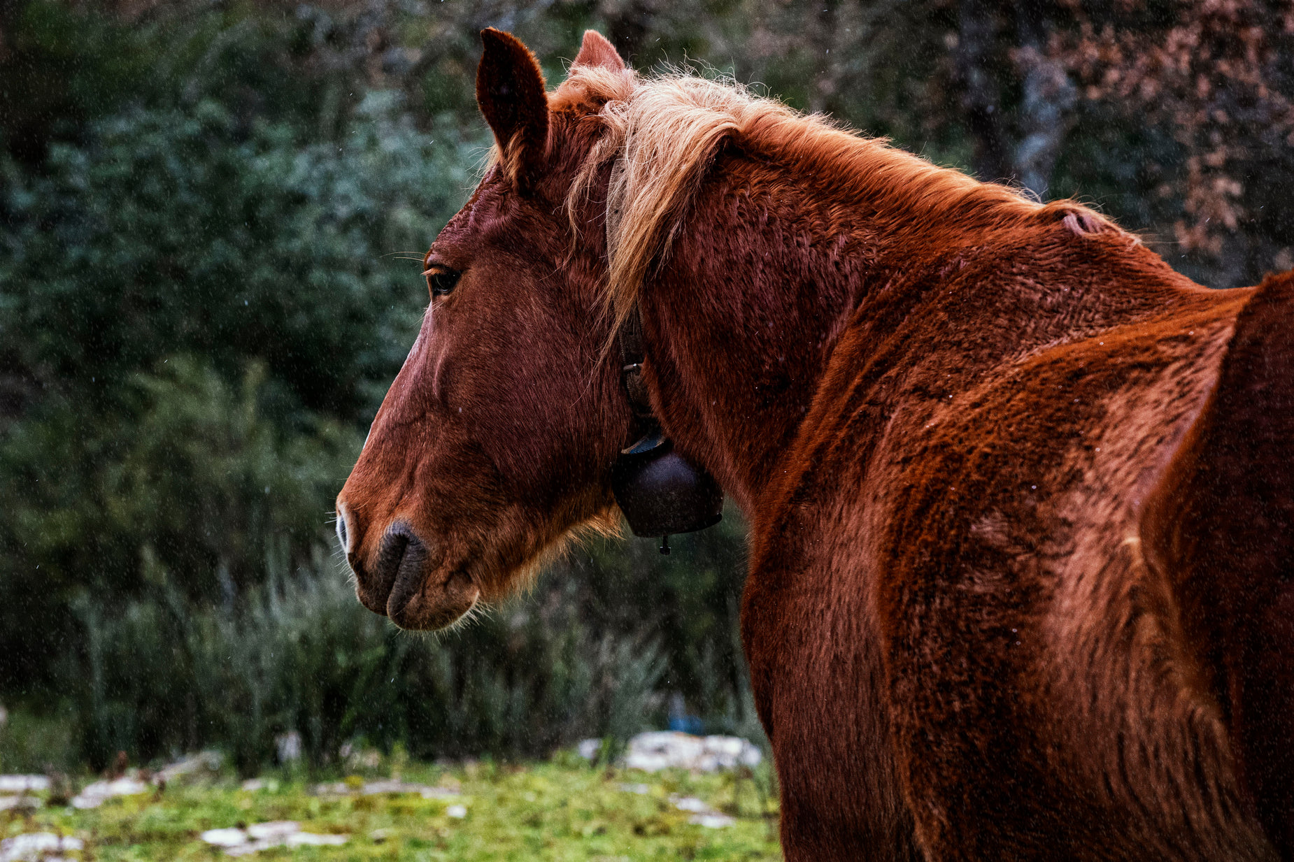 a horse standing in the woods, with long blonde hair