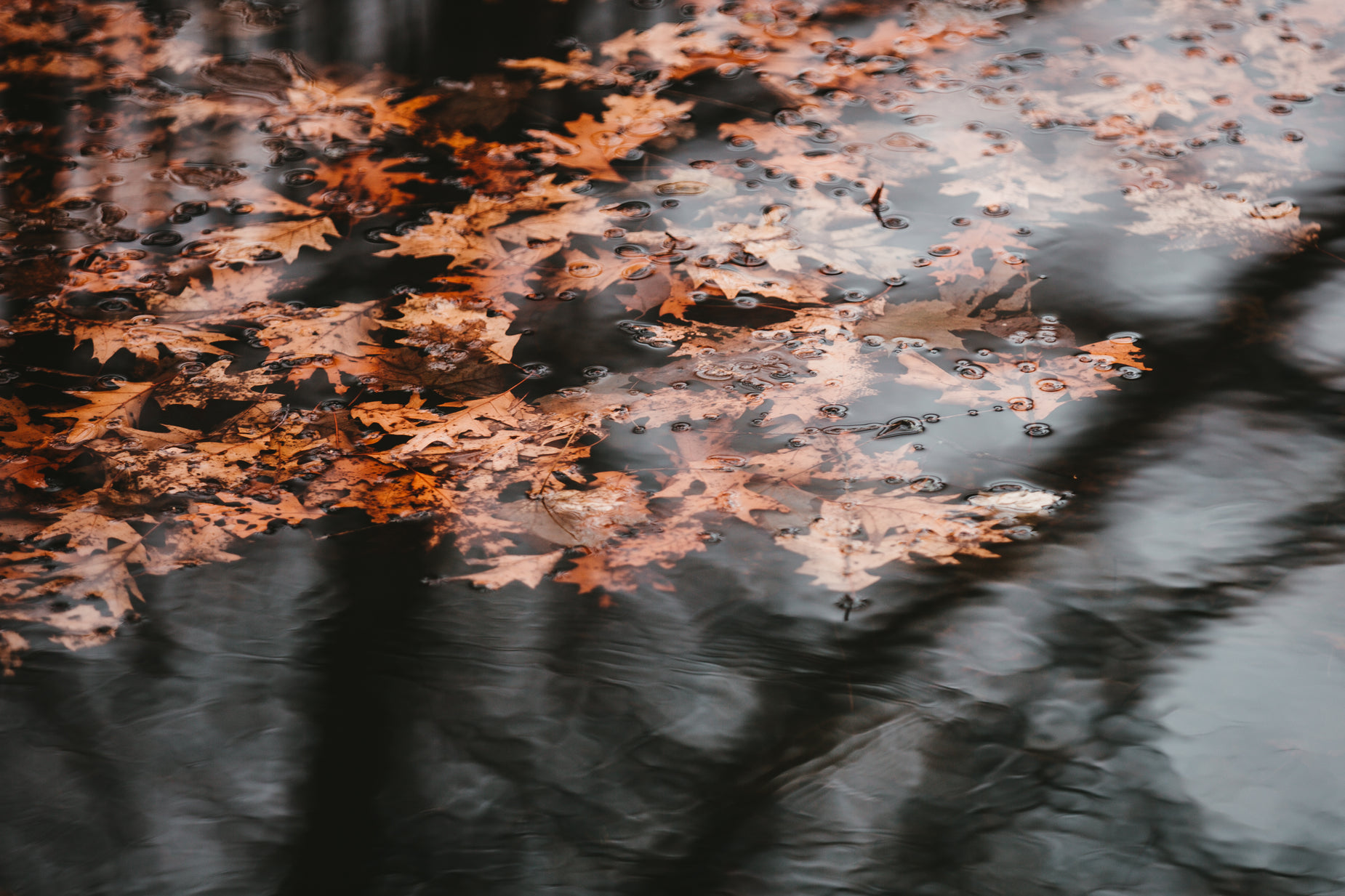 a reflection of a tree and leaves on a surface of water