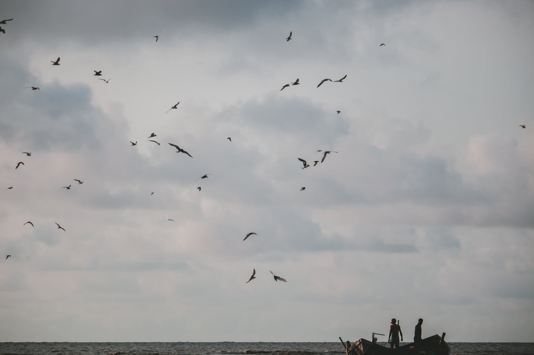a bunch of birds that are flying over a boat