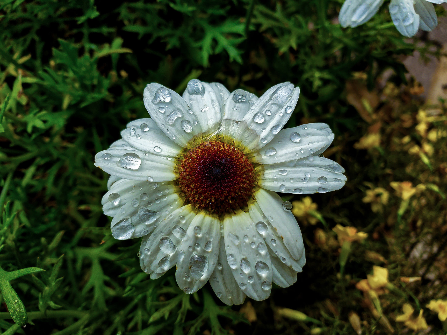 an up close s of a flower with water droplets