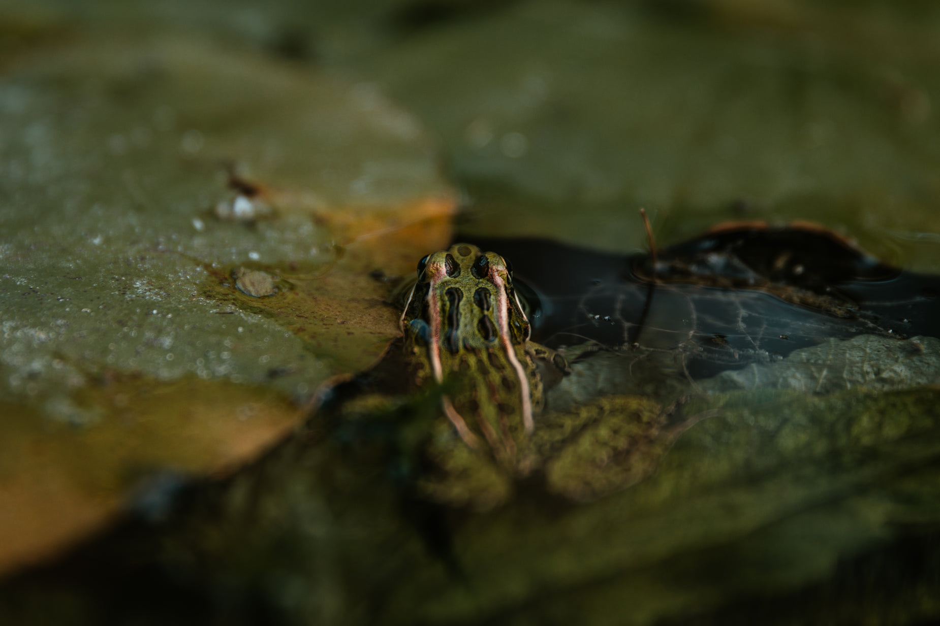 a bug is sitting on the leaves in the water