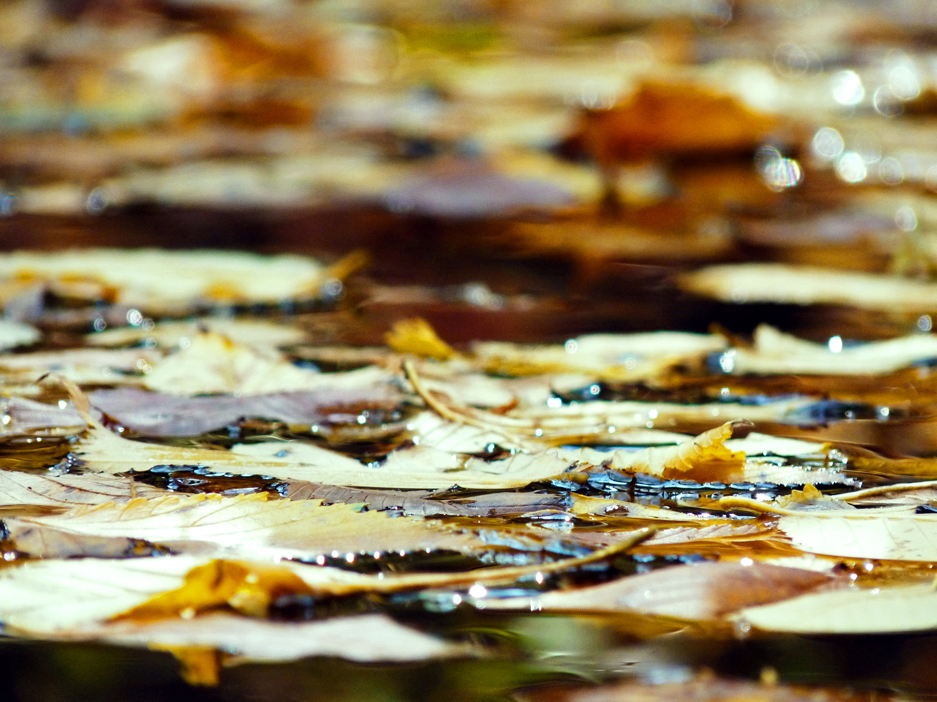 water droplets on fallen leafs on the ground