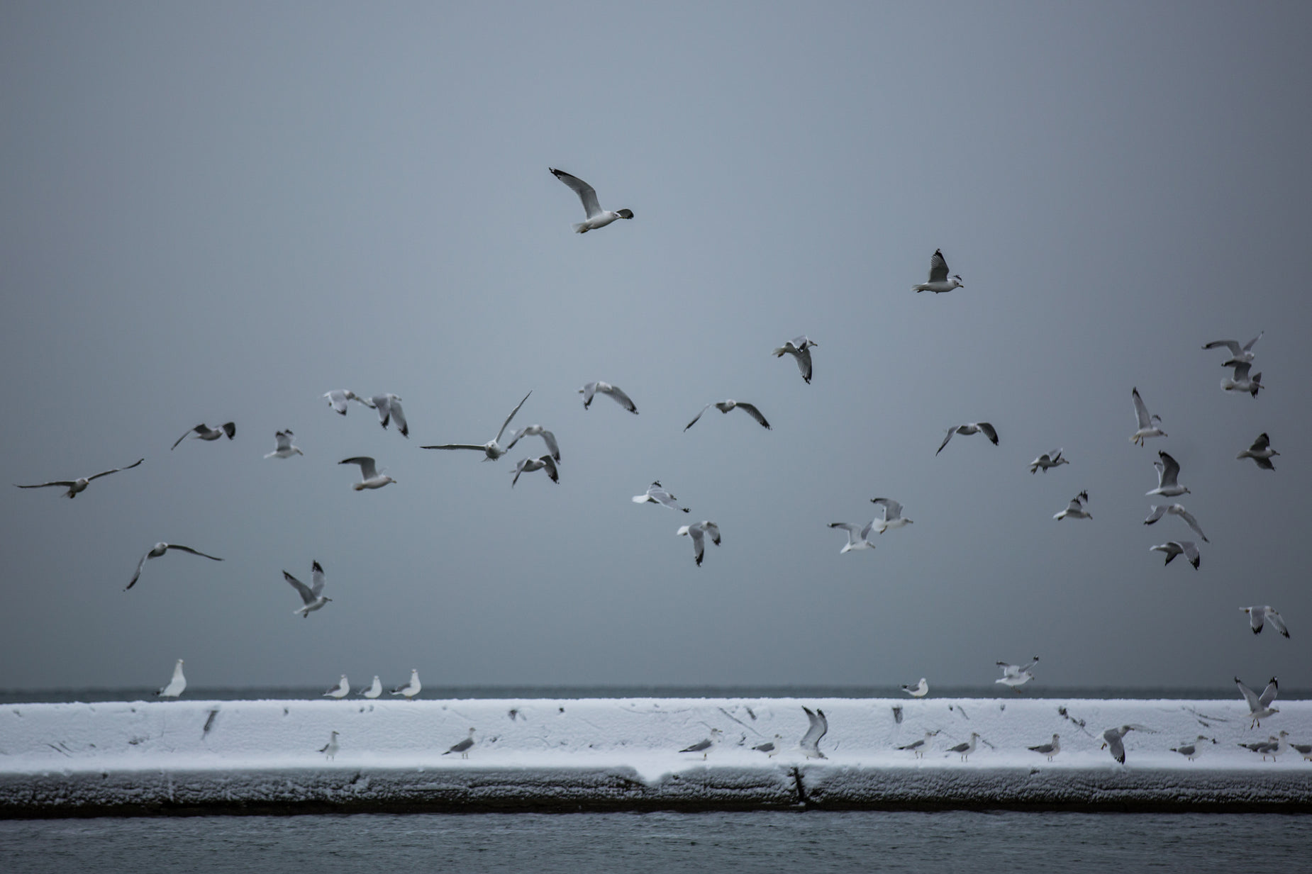 a flock of birds flying over a snowy beach