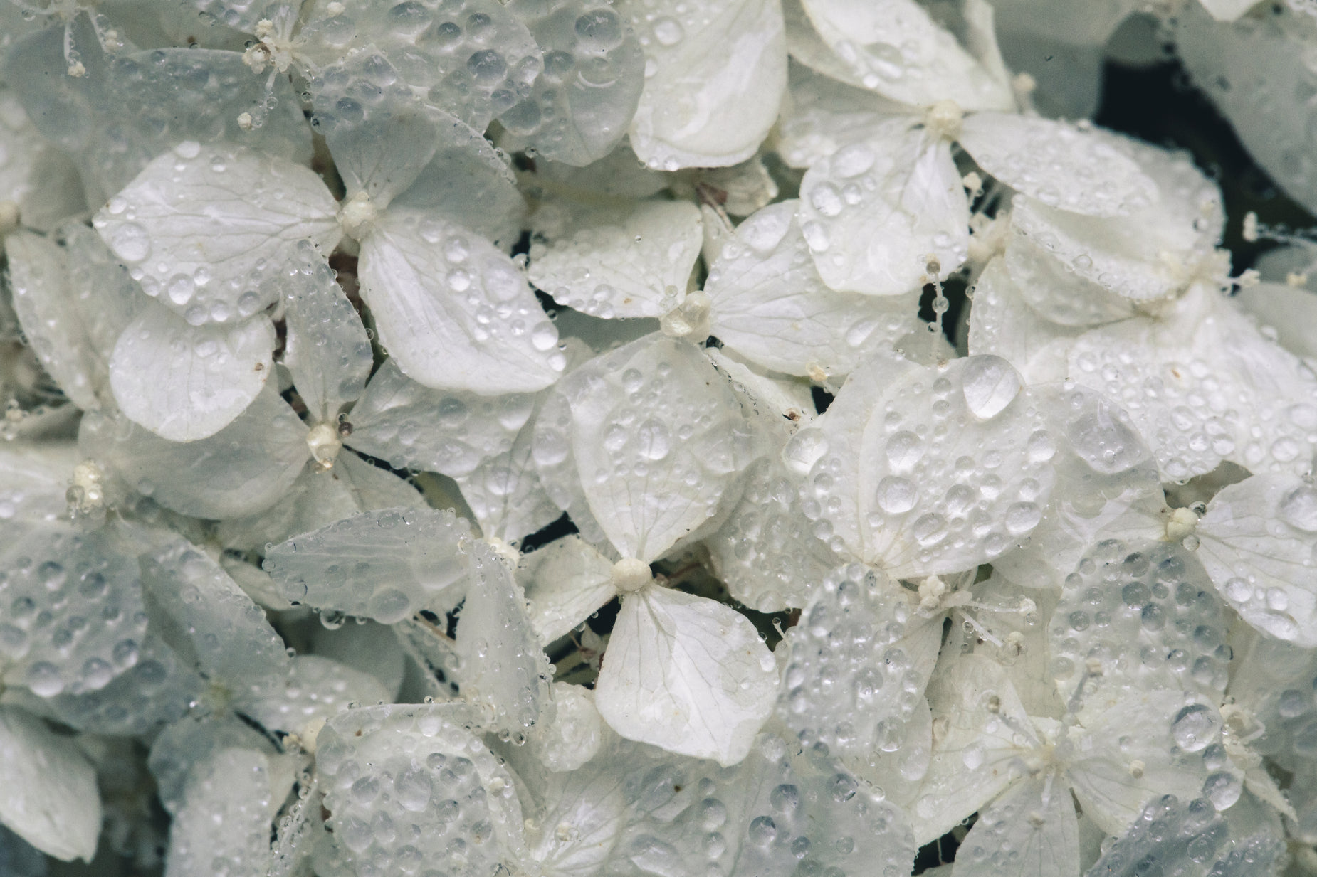 some white flowers covered in water droplets