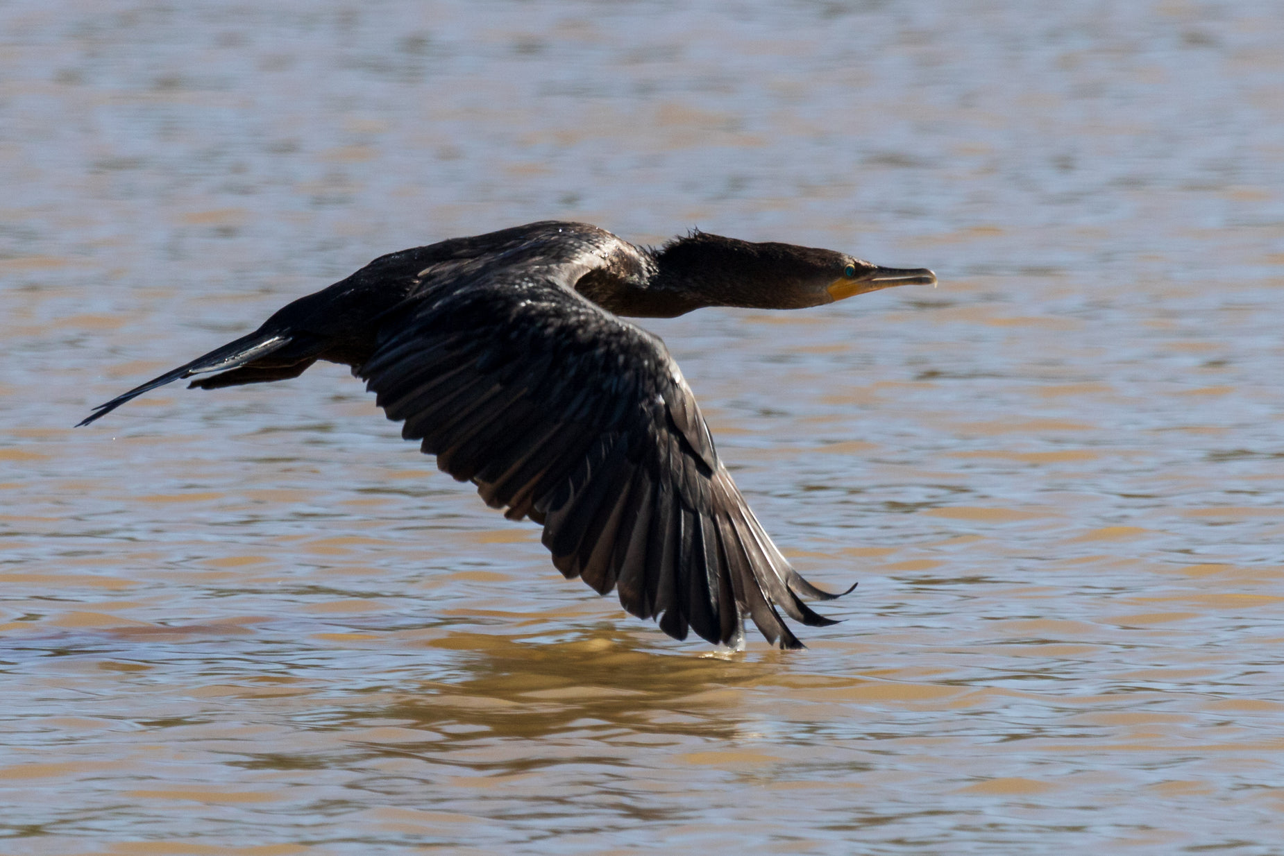 a bird landing in the water as it lands on the shore