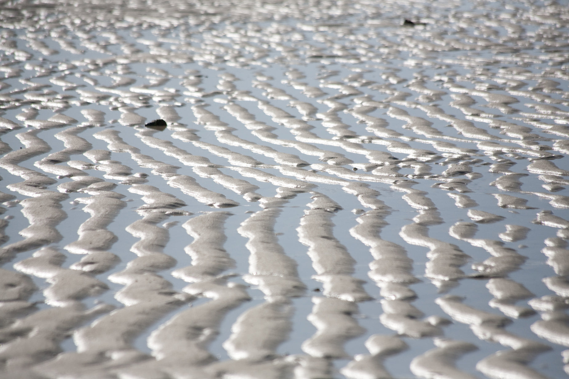 a bird standing on the beach next to wet sand