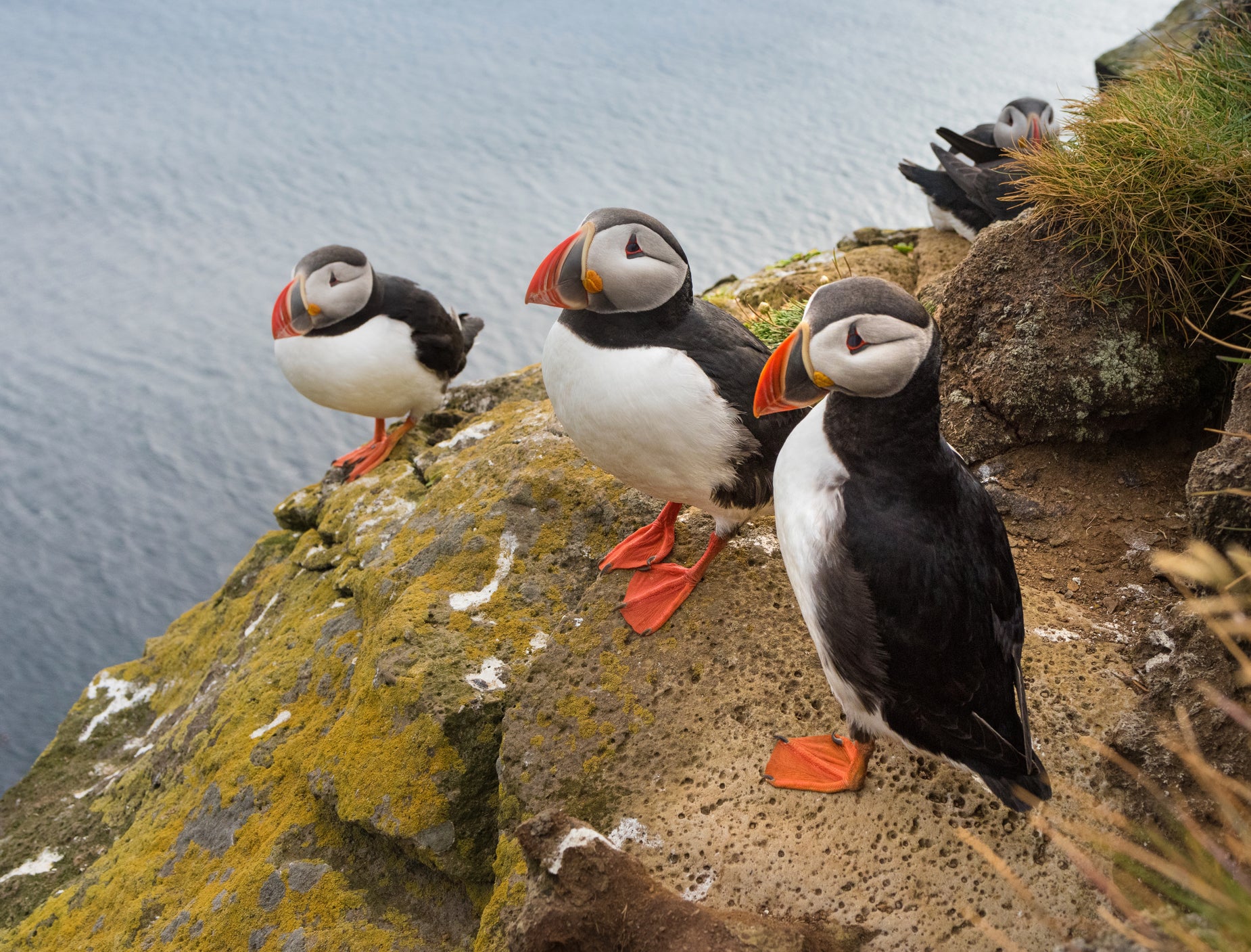 two birds that are sitting on some rocks