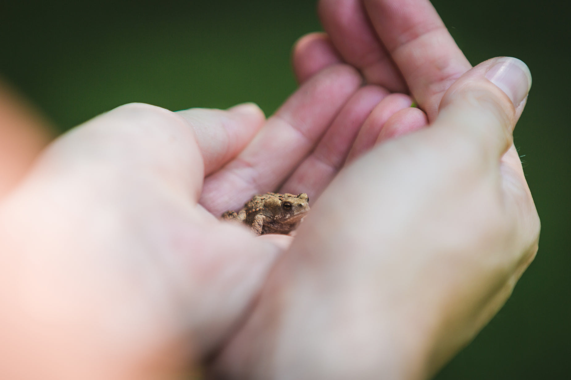 the small, yellow bee is sitting in the woman's hands