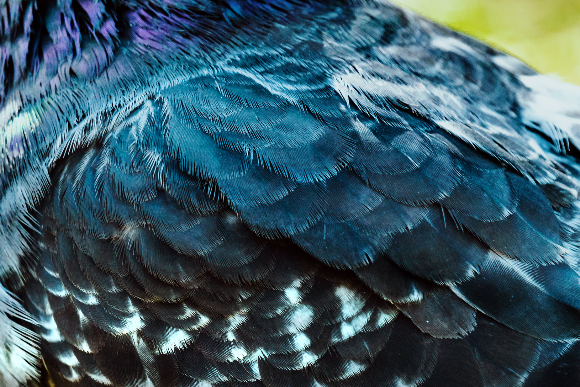 a closeup picture of a bird with colorful feathers