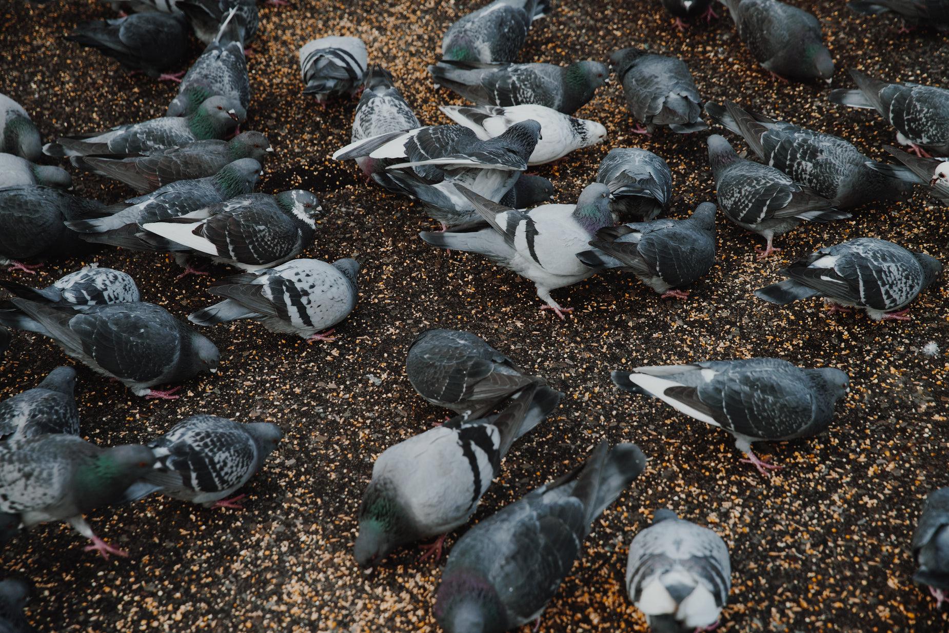 some birds are in the sand eating