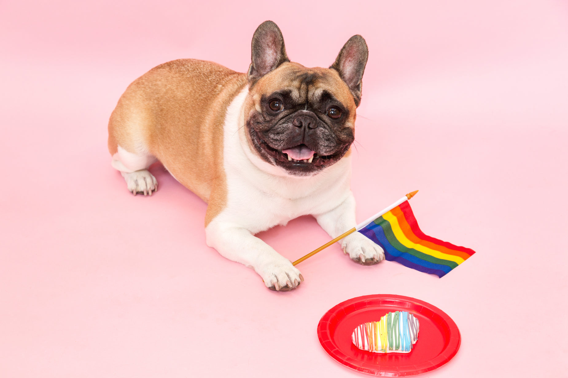 a dog sitting with a toy and a colorful pin
