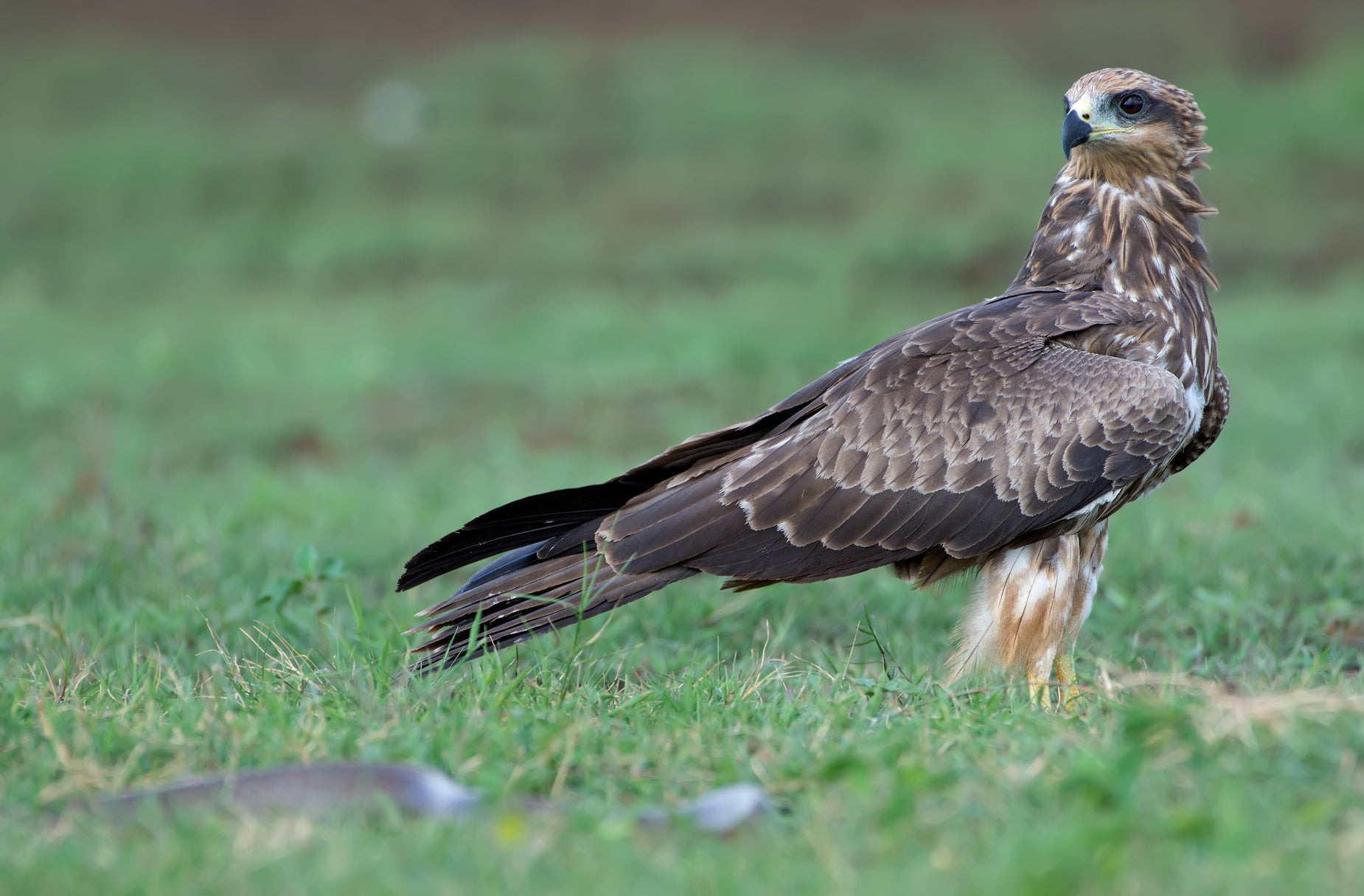 a large bird standing on a lush green field