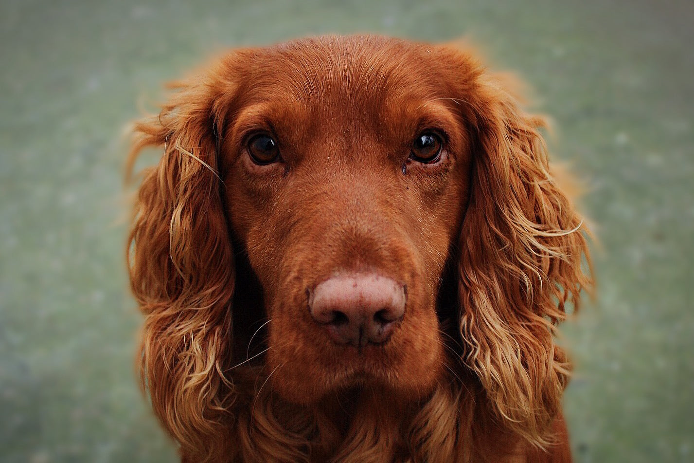 a close up image of an adorable red dog looking straight ahead