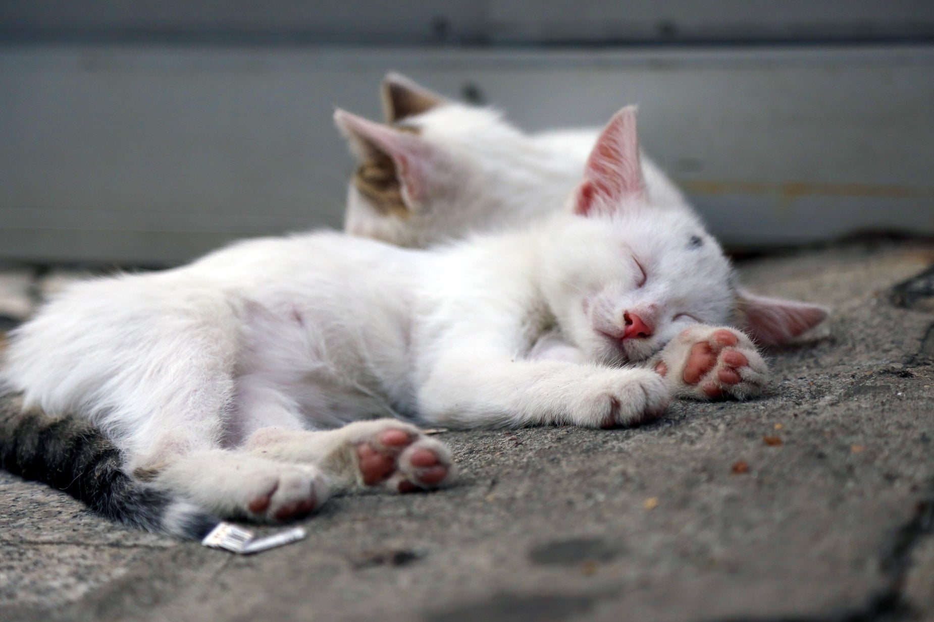 small cat laying on top of cement looking at soing