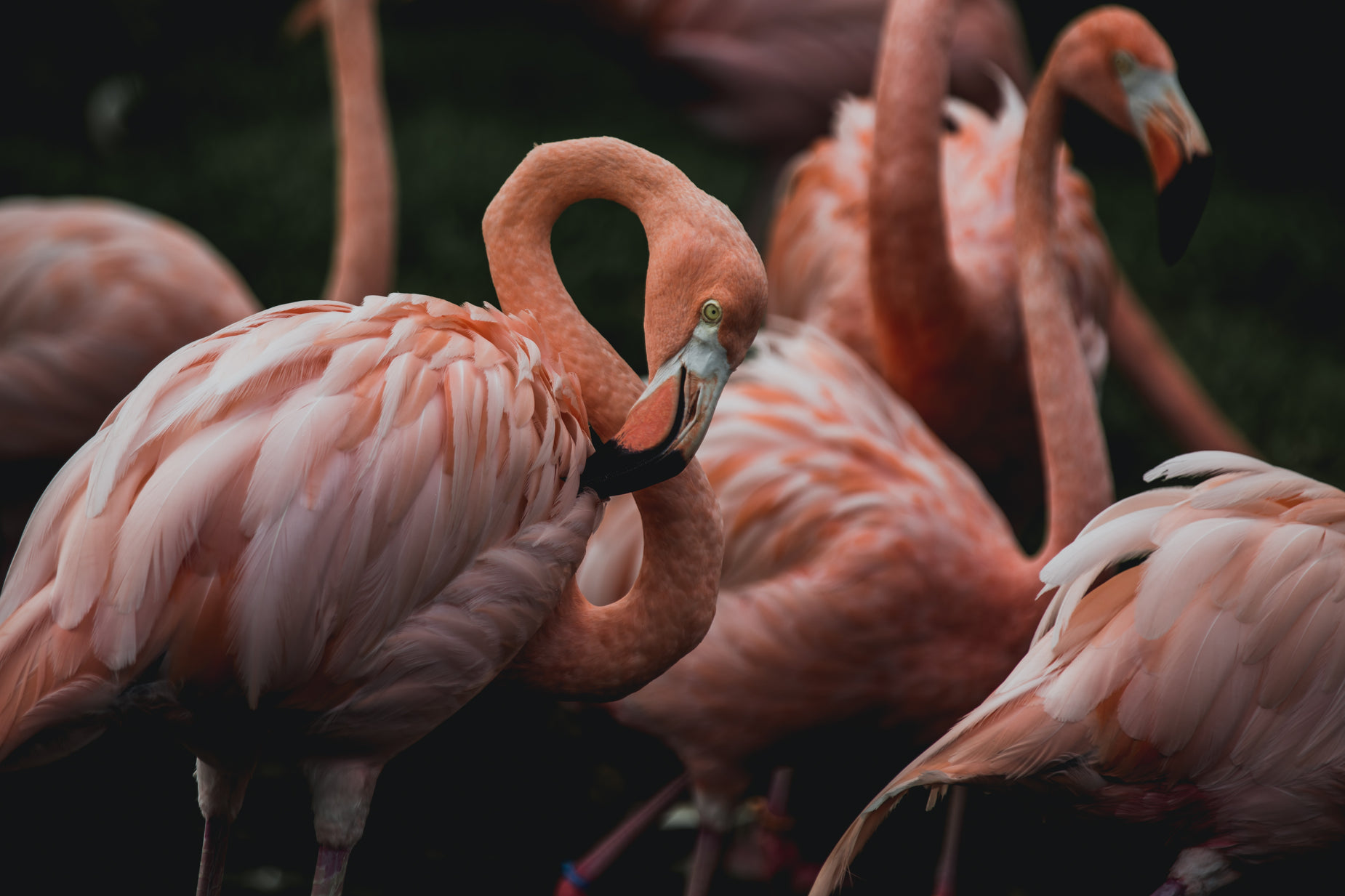 there are flamingos standing around together in the grass