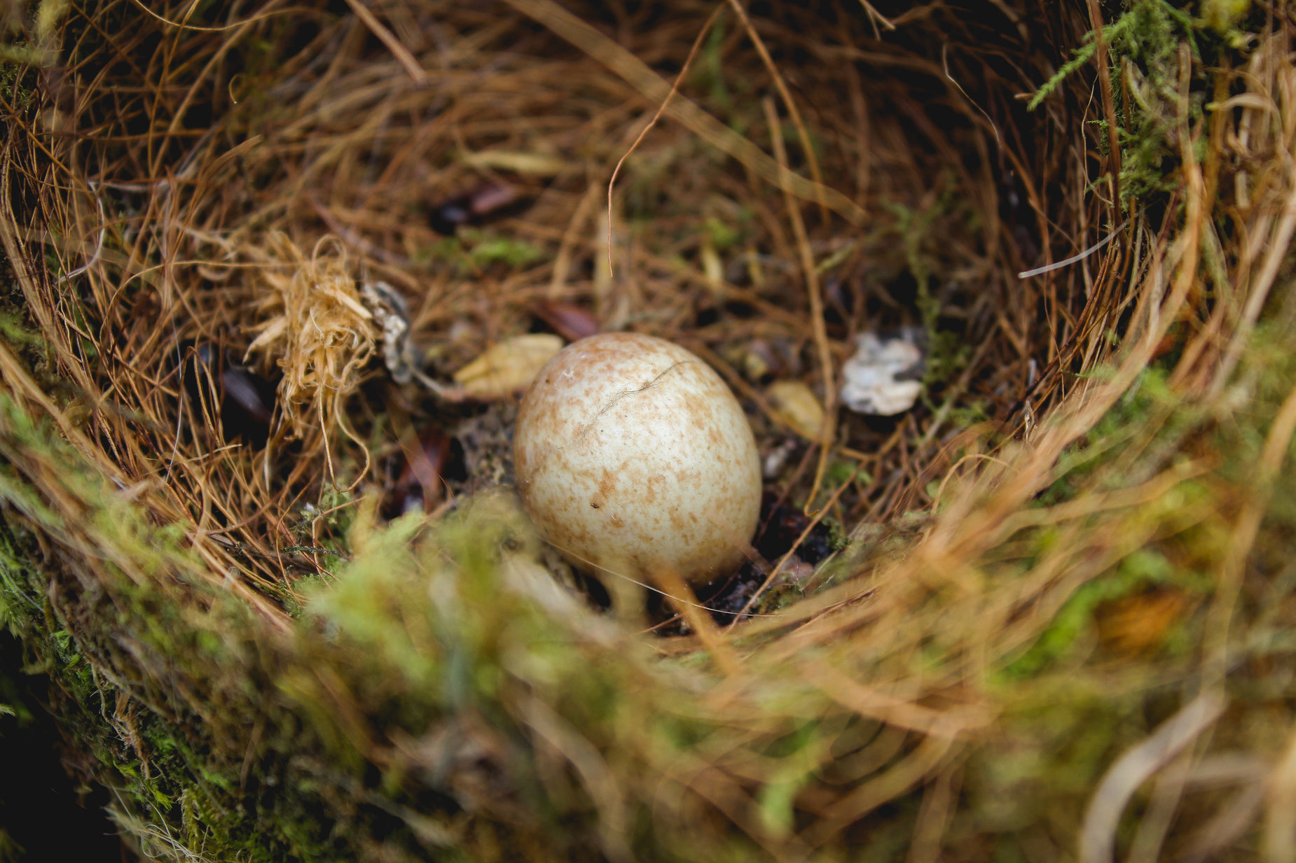a mushroom pokes out of the side of a nest