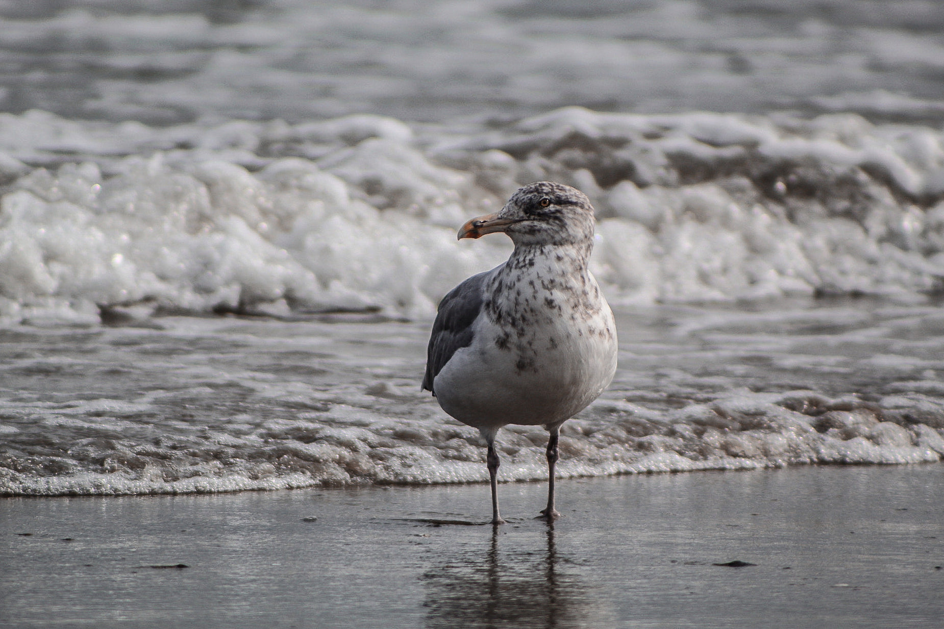 a bird standing on the sand near the water