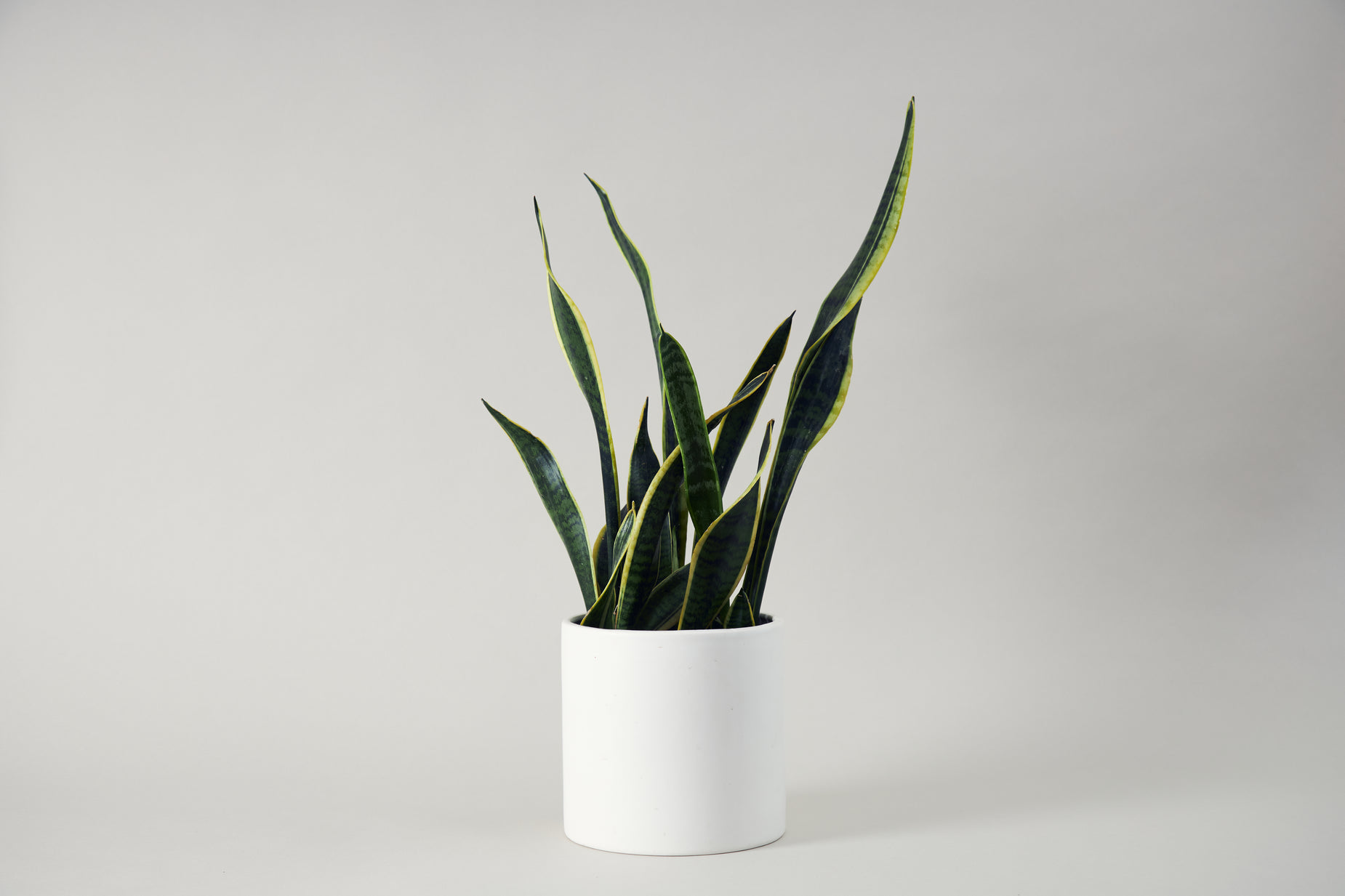 a snake plant in a white vase against a grey background