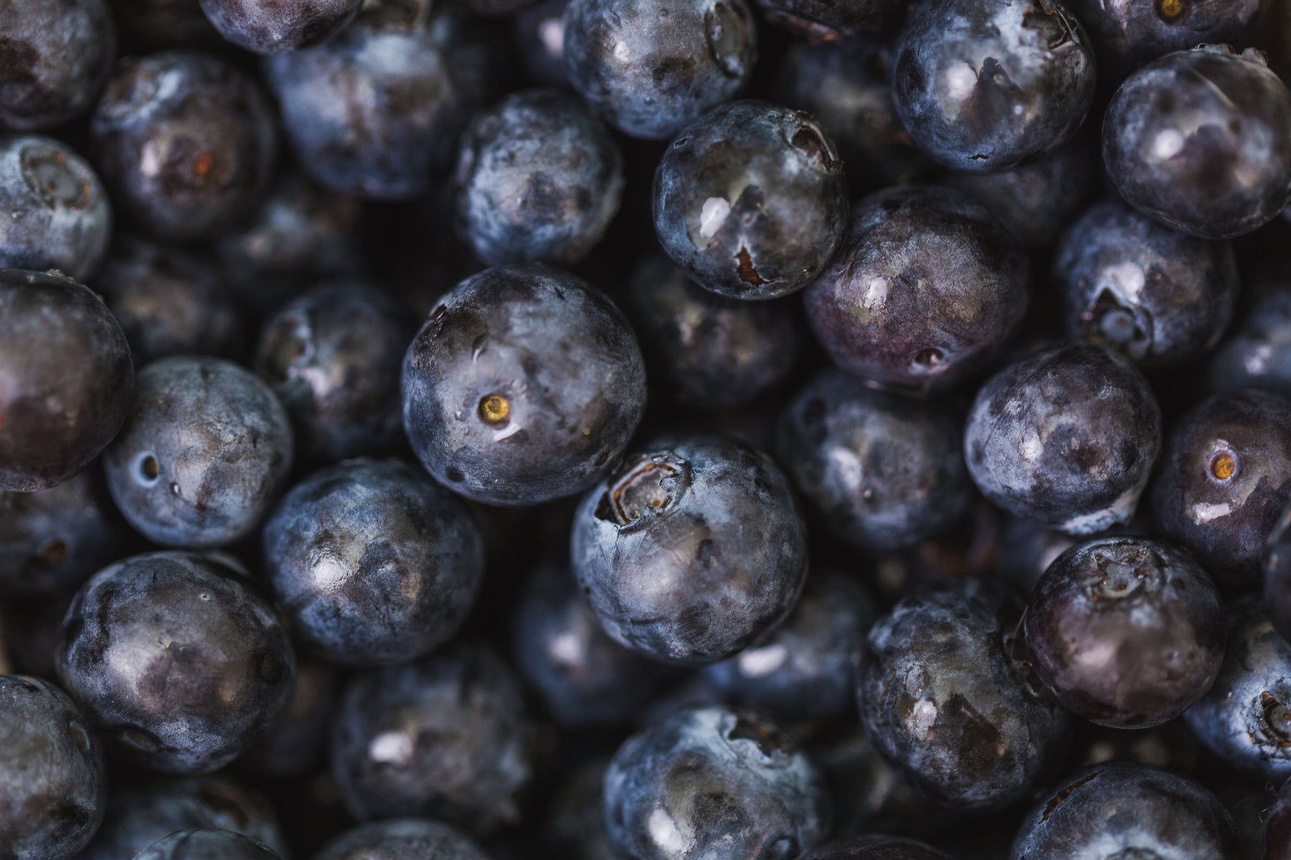 blueberries are pictured in closeup and close up