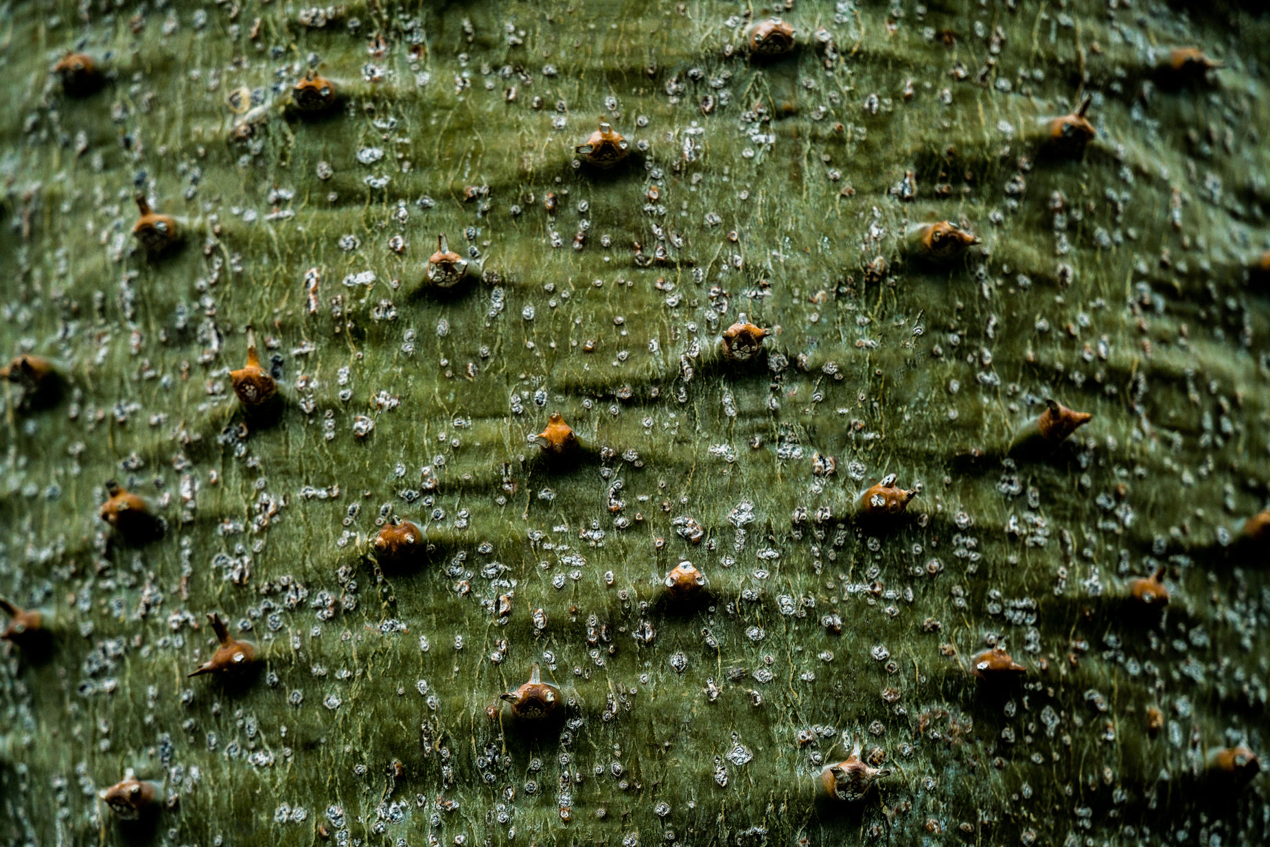 the very close up po of a tree with water drops