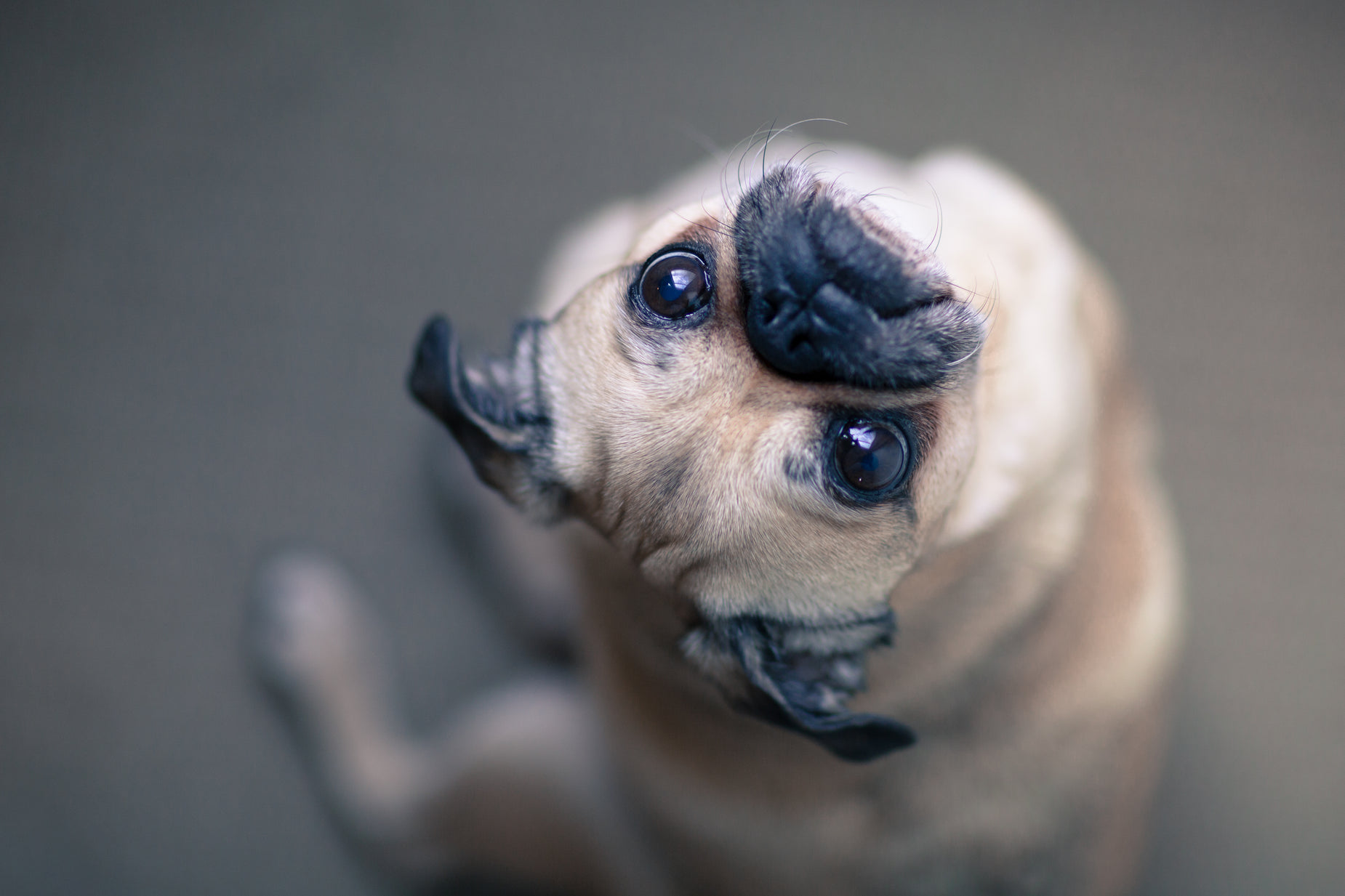 a small dog that is sticking its nose out