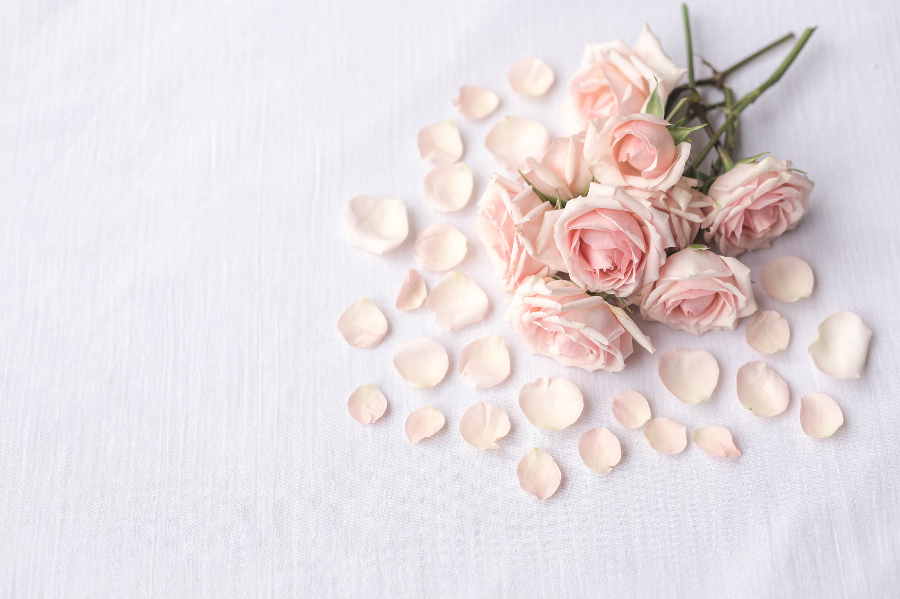 the white petals of flowers sit on the surface