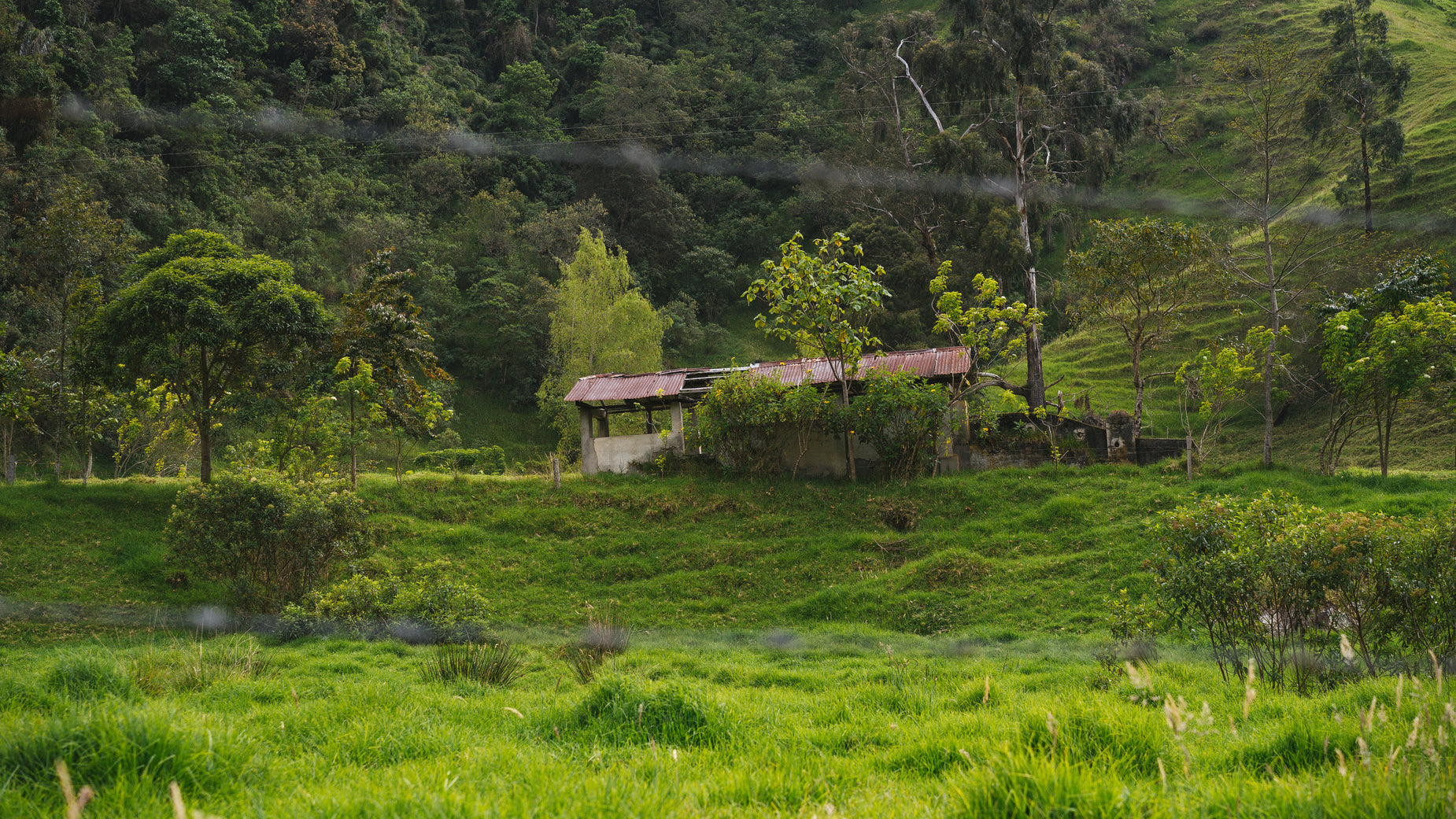 the picture has a shack surrounded by trees