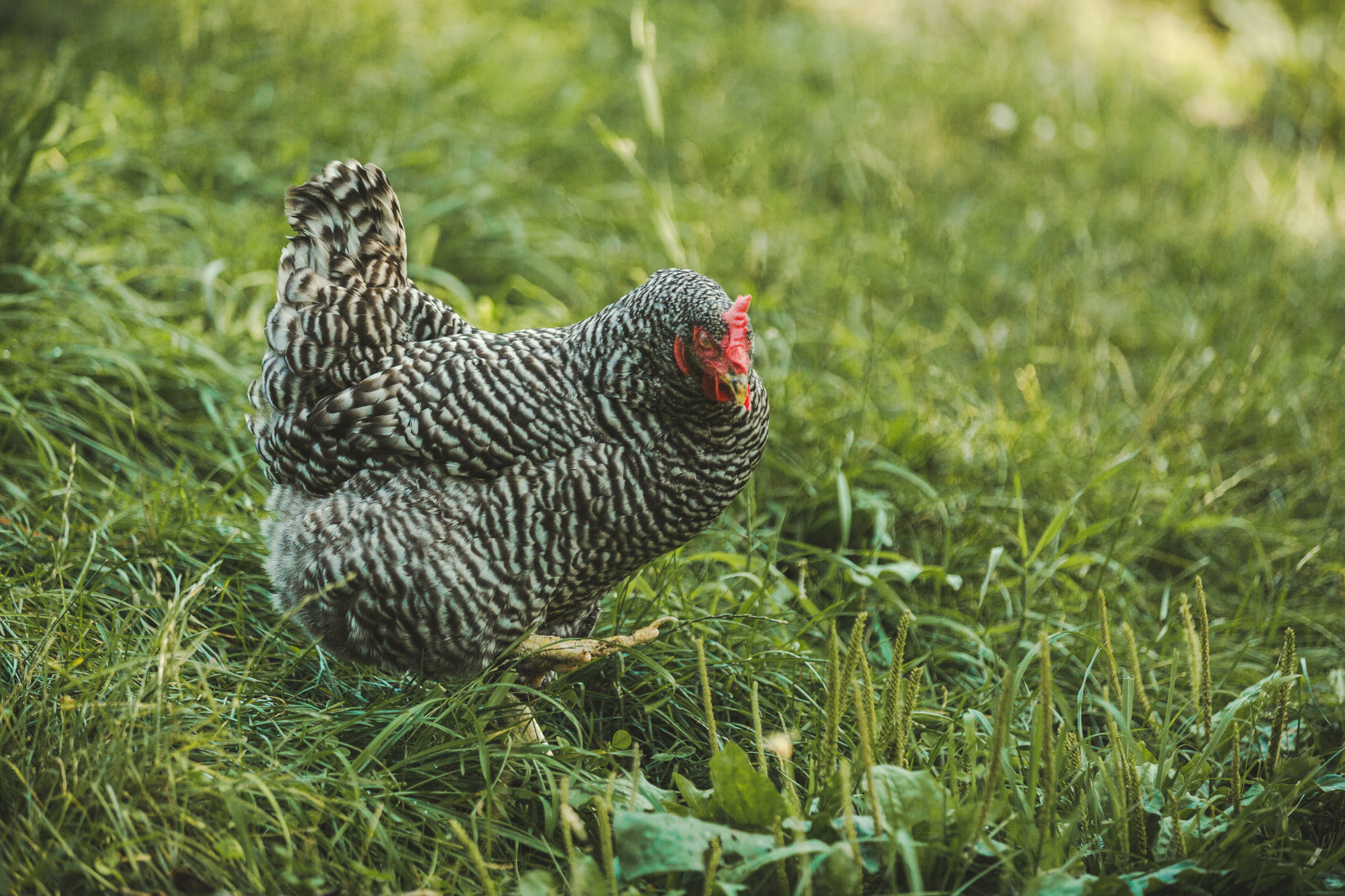 a black and red chicken in a green field