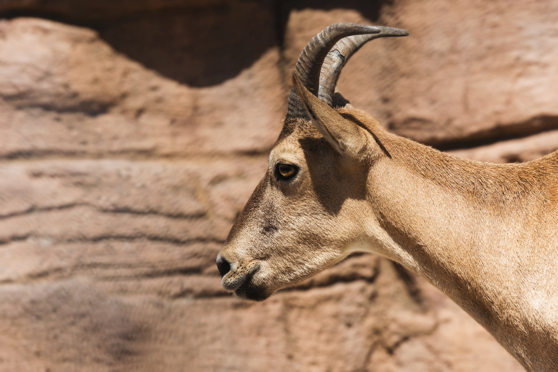 the head of a steer on the ground of a zoo