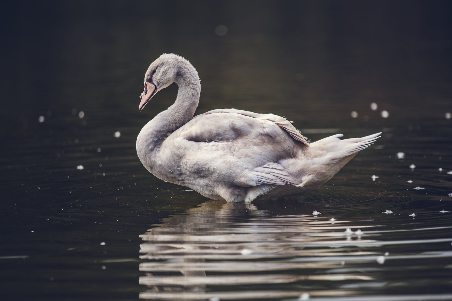 a white swan in a pond with ripples coming from it