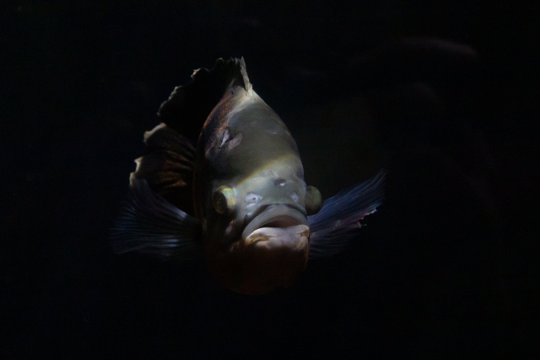 a fish with it's head tilted up and facing away from the camera