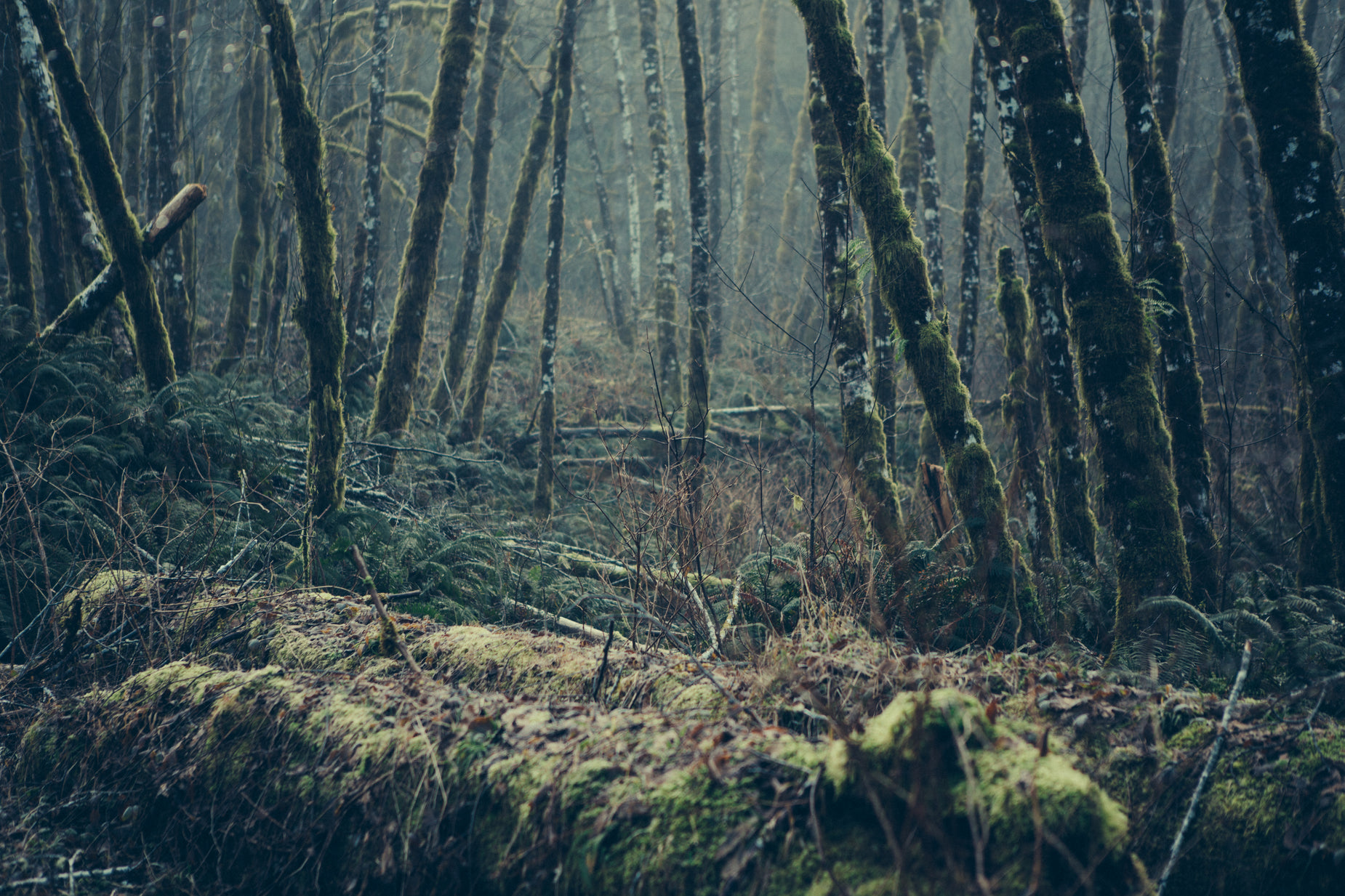 an image of a rainy forest setting