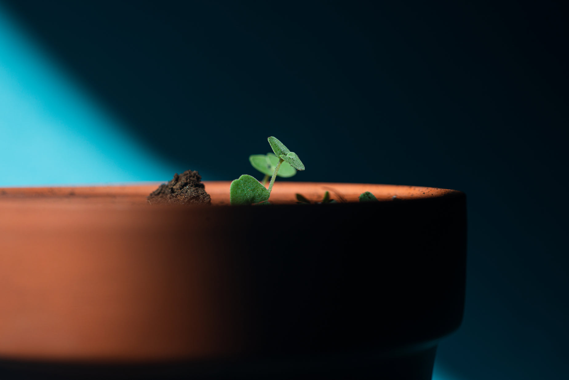 the sprouts of a plant are in a brown pot