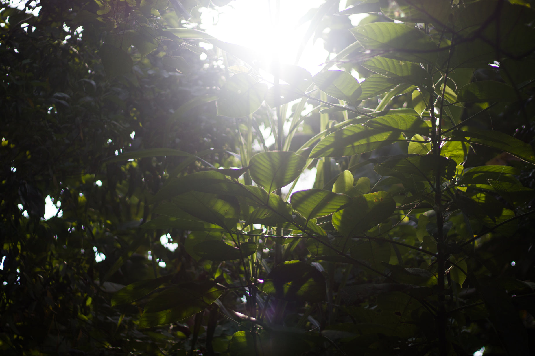 the sun shines through some leaves in the jungle