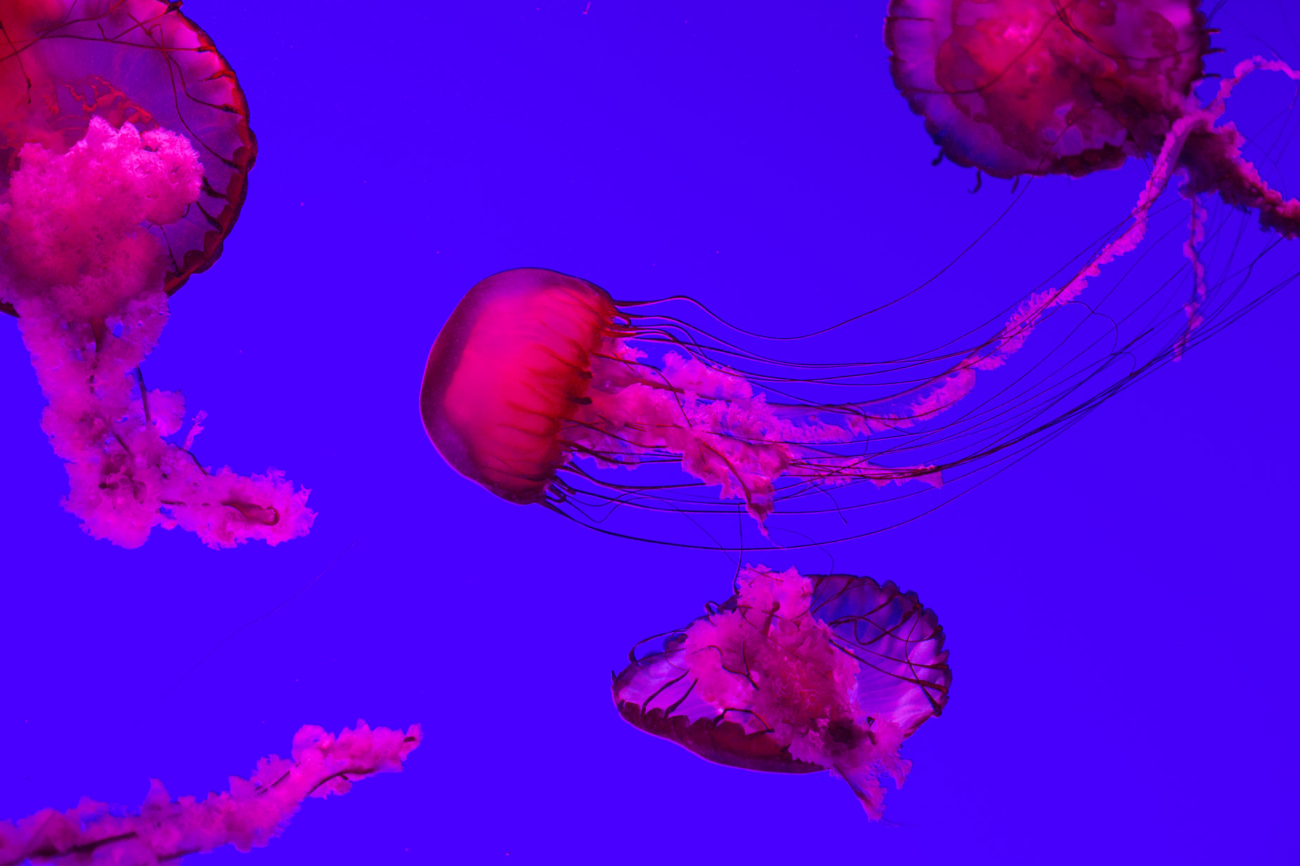 a bunch of jelly fish that are flying through the air