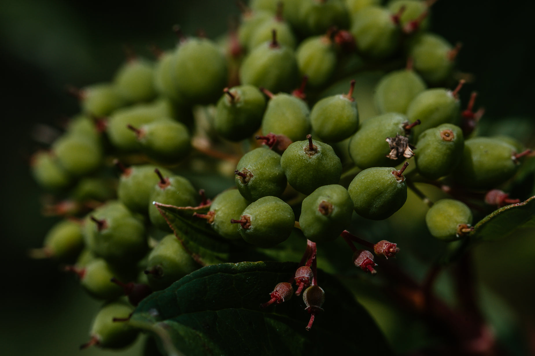 a bunch of berries on the bushel of some sort