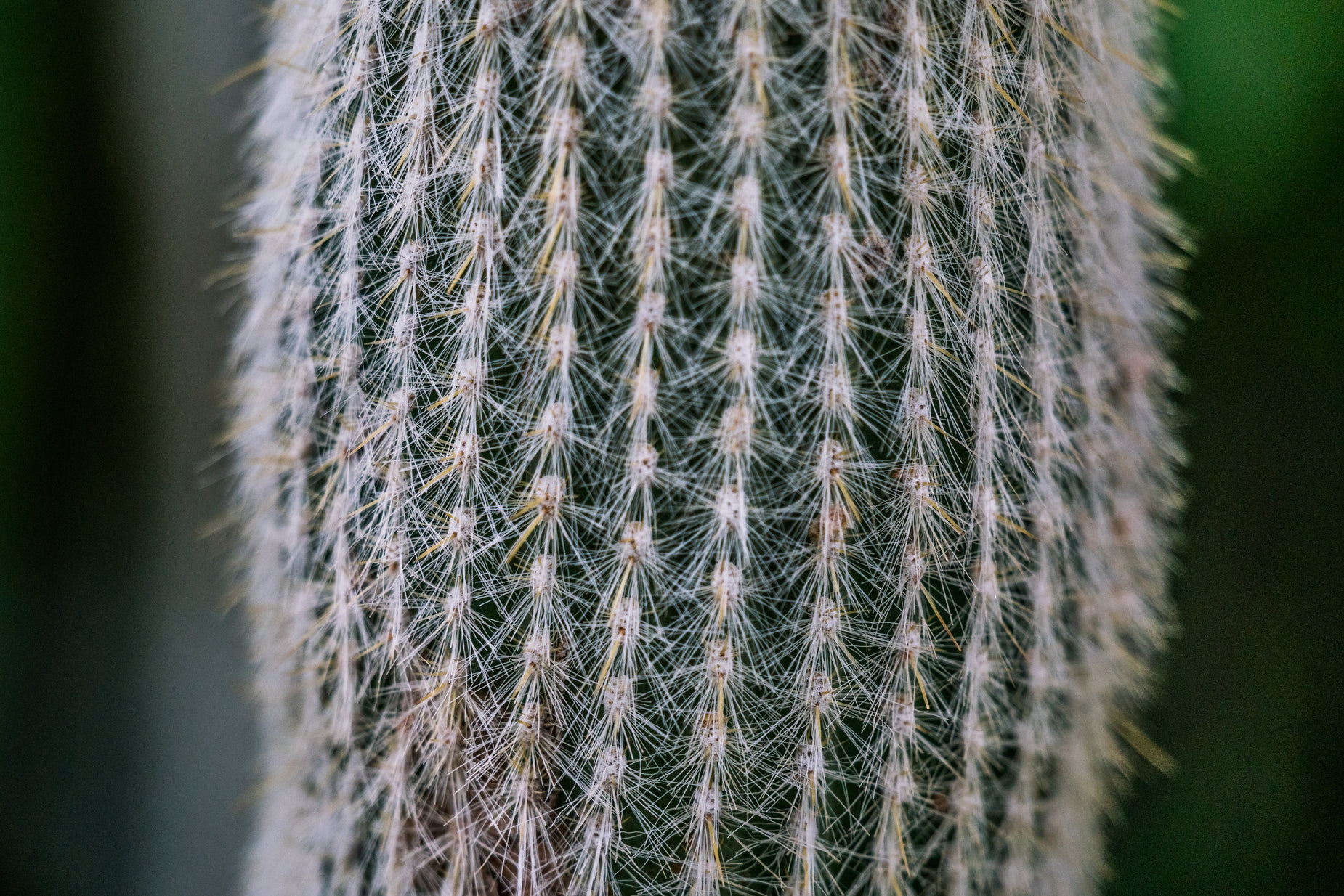 close up of a cactus plant with lots of tiny needles