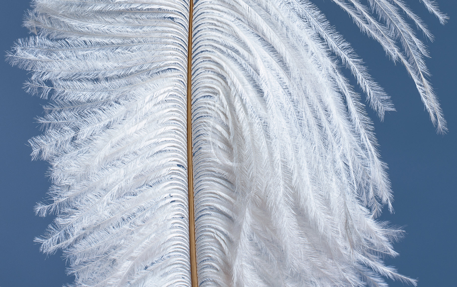 the back side of a feather showing fluffy white feathers