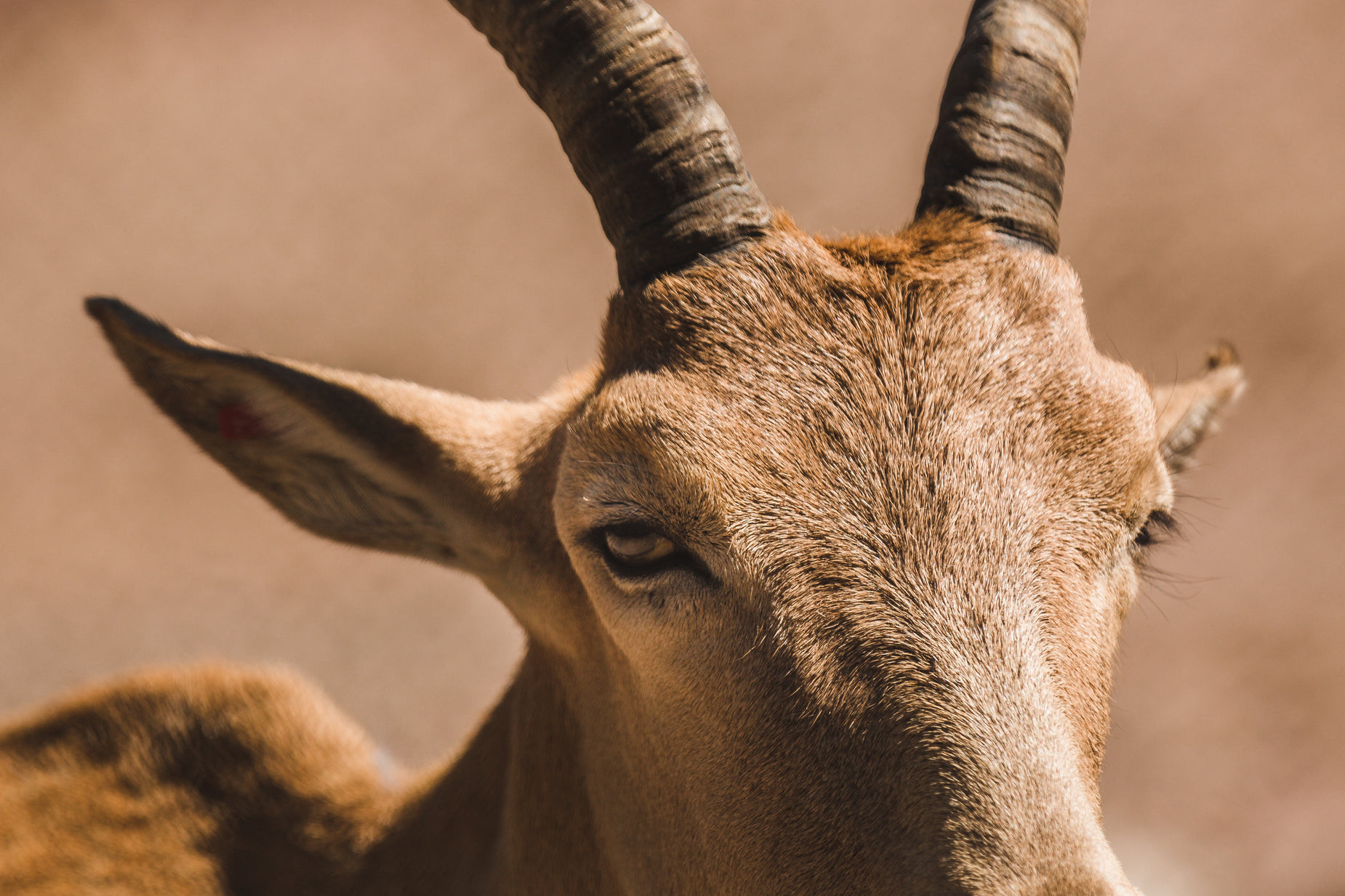 the goat has very large horns and long, curled horns