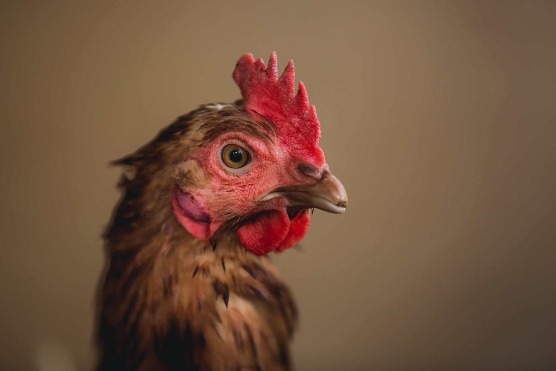 an open beaked up hen with big eyes