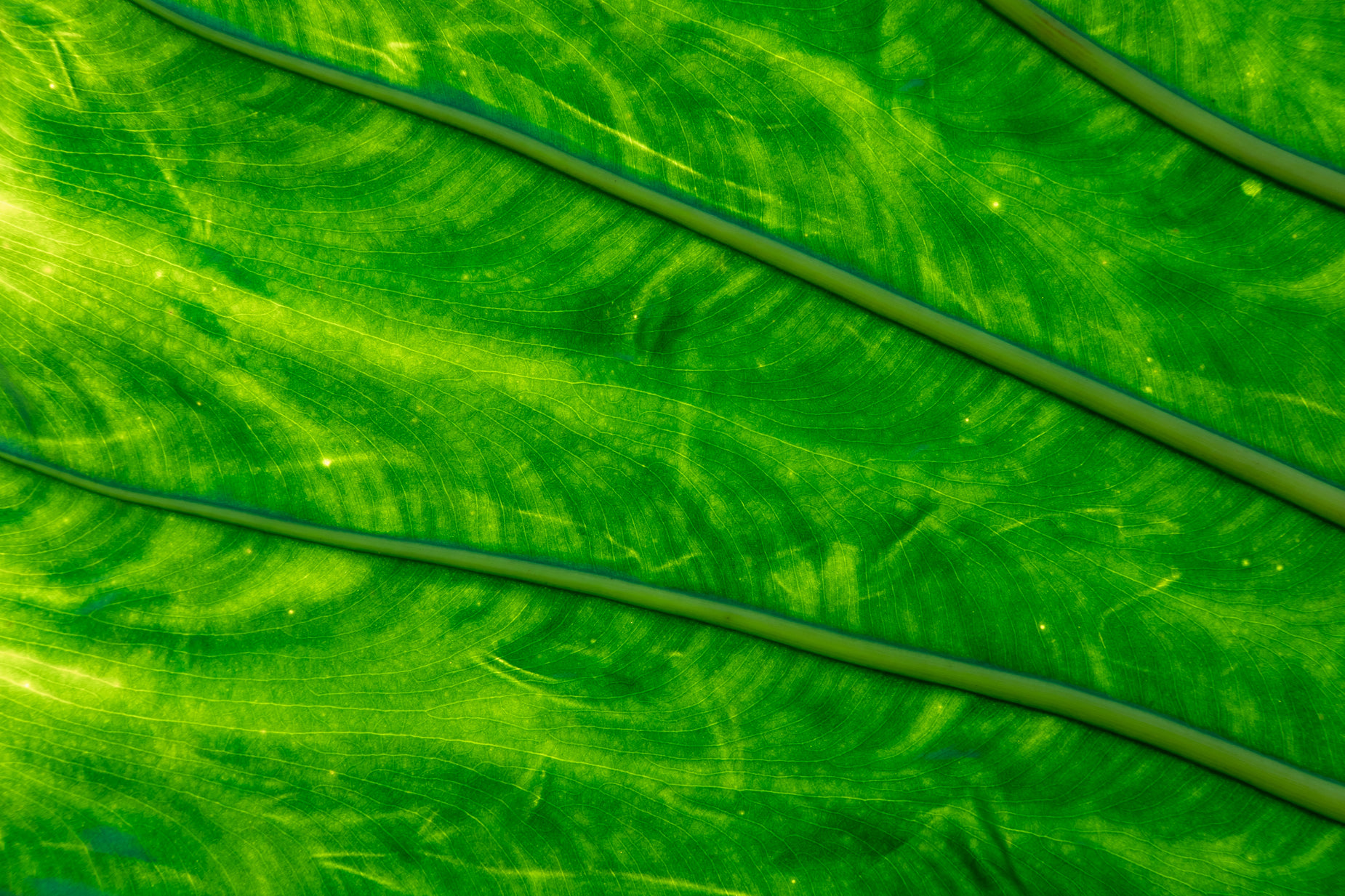 an abstract green leaf is shown as it looks like a po