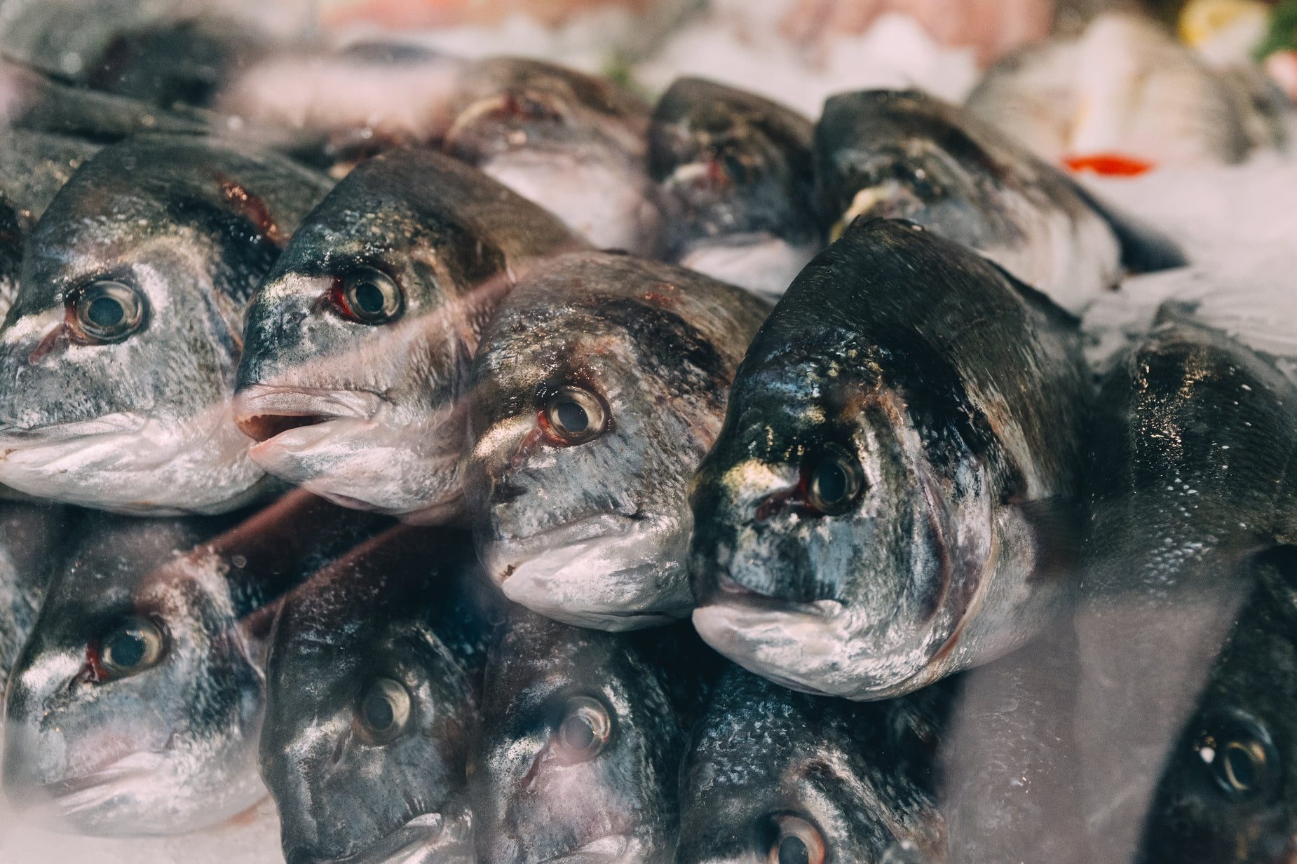 several silver fish standing next to each other