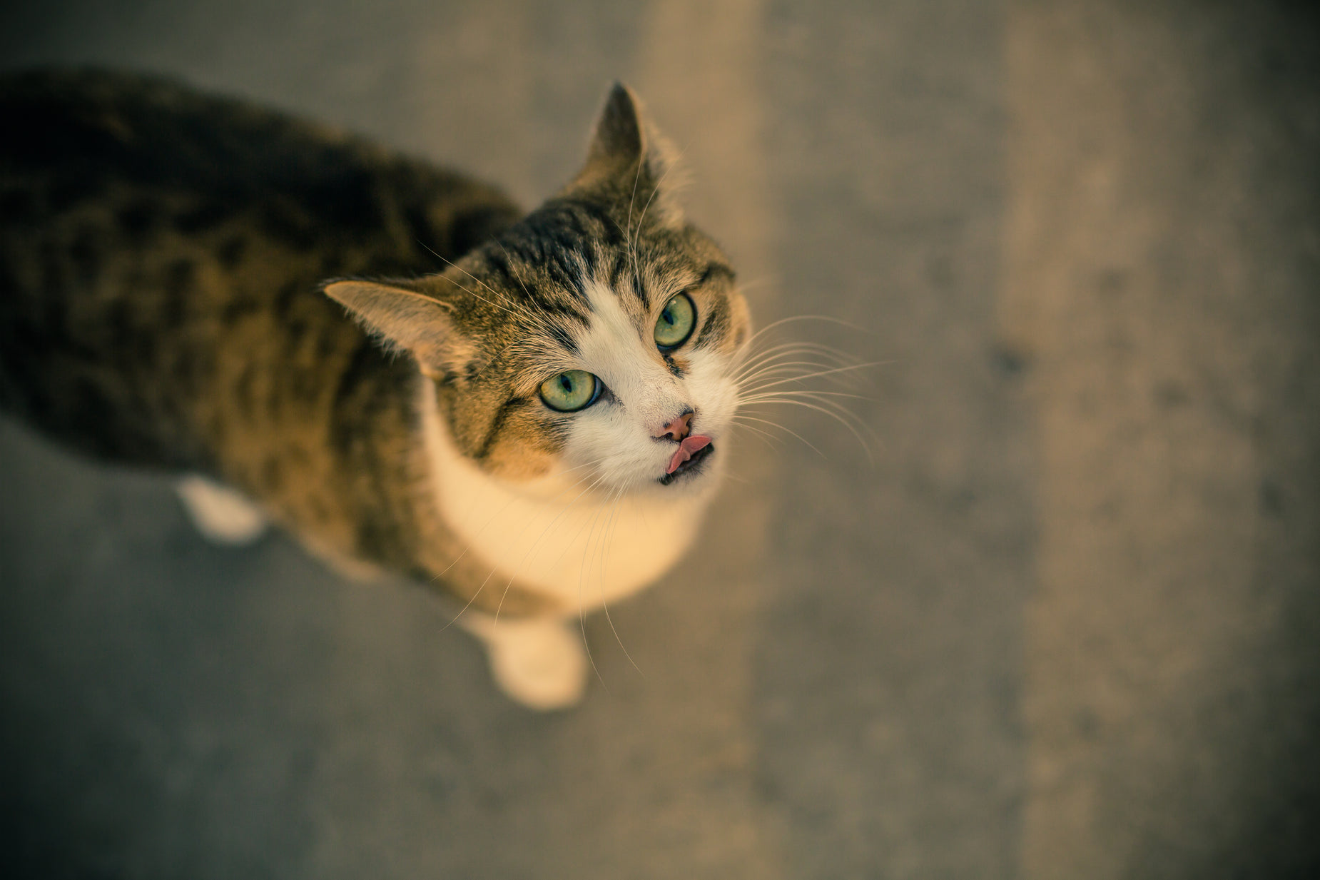 a brown cat is looking up at the camera