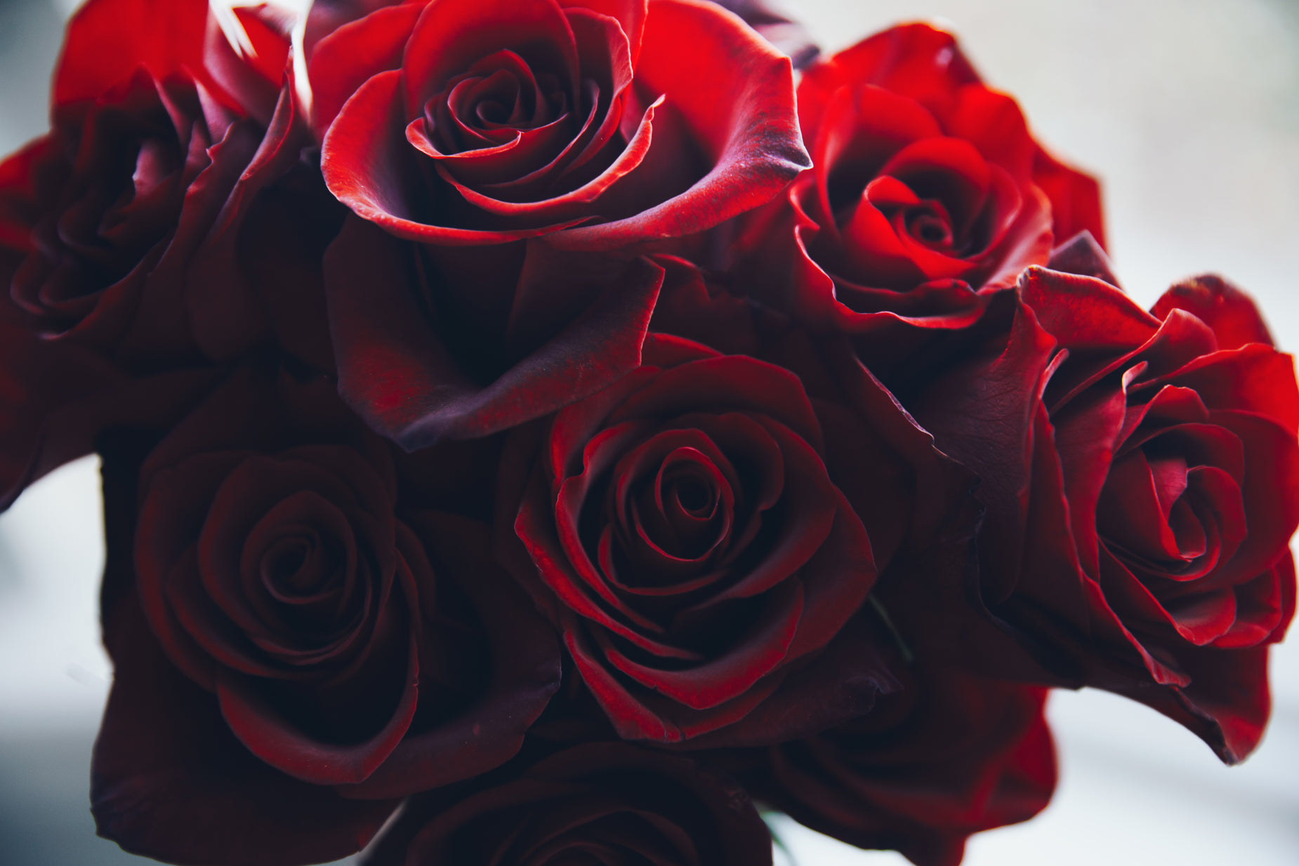 a bouquet of red roses with many open petals