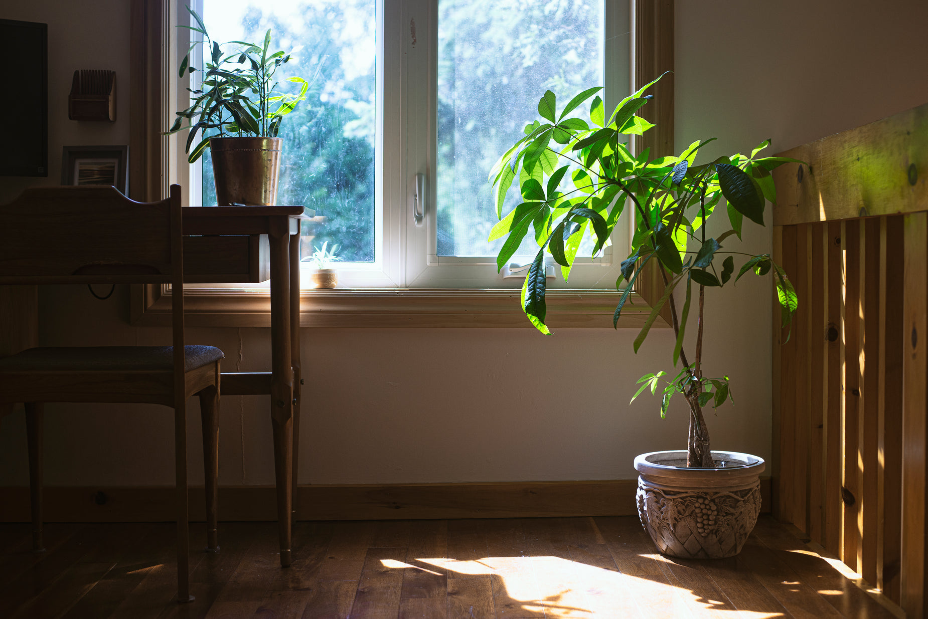 a plant is sitting in a pot by the window