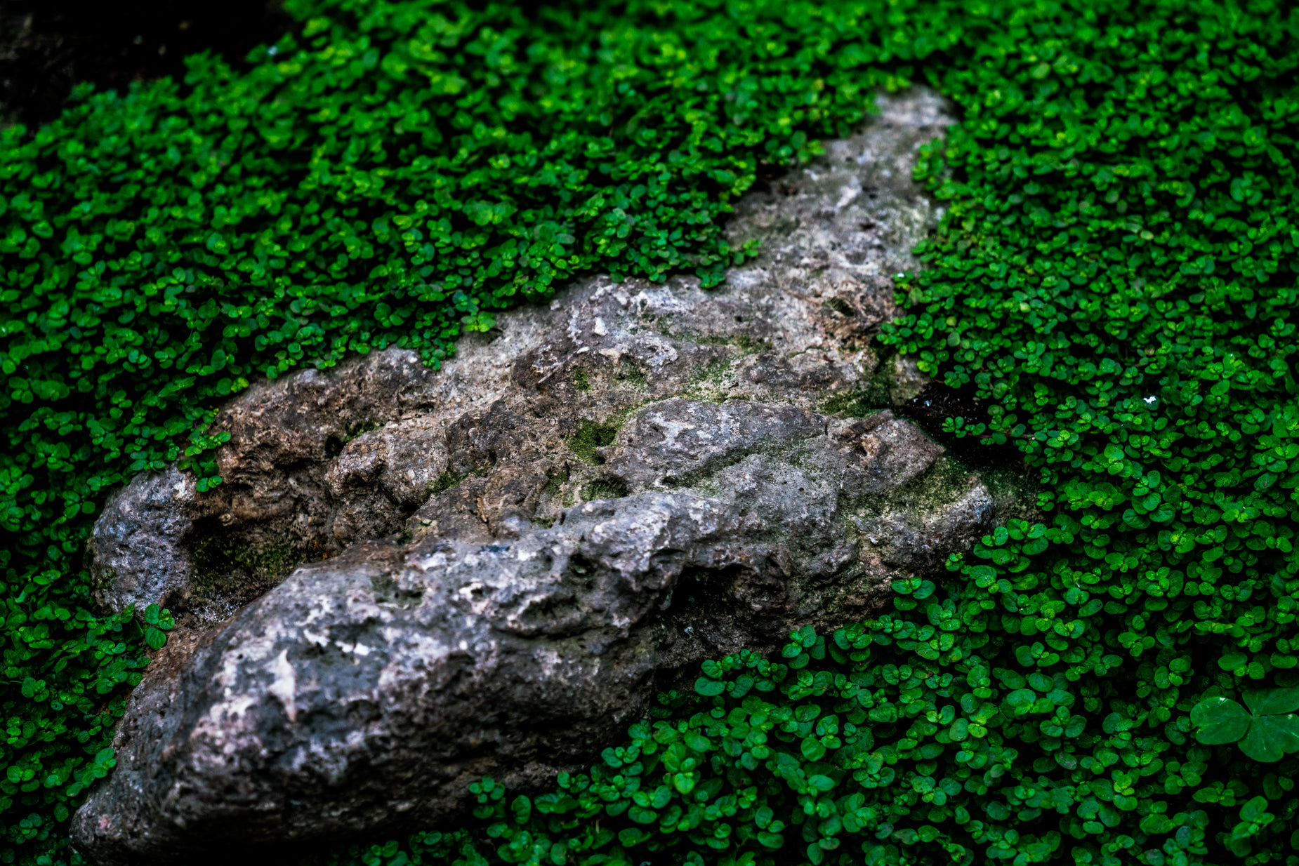 a gray rock surrounded by green plants