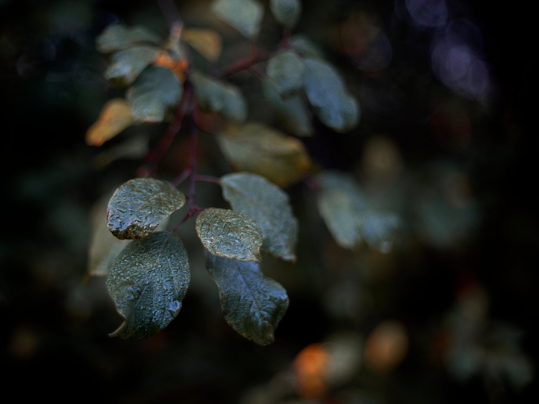 a closeup of an assortment of leaves